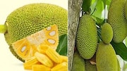 Jackfruit super tasty food : పనసతో నోరూరించే వంటలు.. రుచుల్ని ఆస్వాదించండిలా..