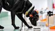 Dogs Sniff Cancer? : కుక్కలు క్యాన్సర్‌ను పసిగట్టగలవా? భారత స్టార్టప్‌ కొత్త ప్రయోగం