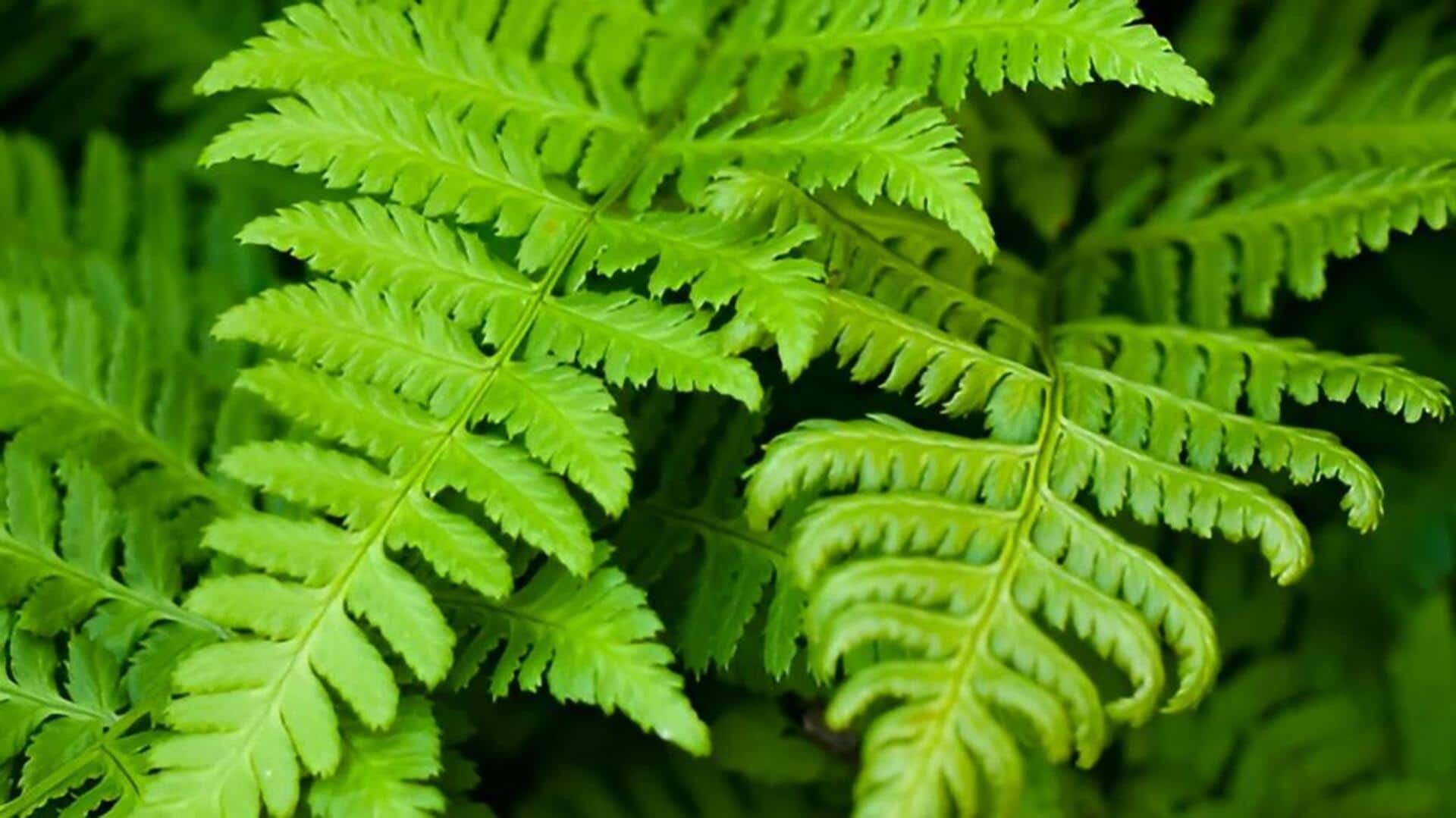 Fern plants : ఇంట్లో ఫెర్న్ మొక్కలు పెంచాలా? సంరక్షణకు ఈ సింపుల్ చిట్కాలను పాటించ‌డం!