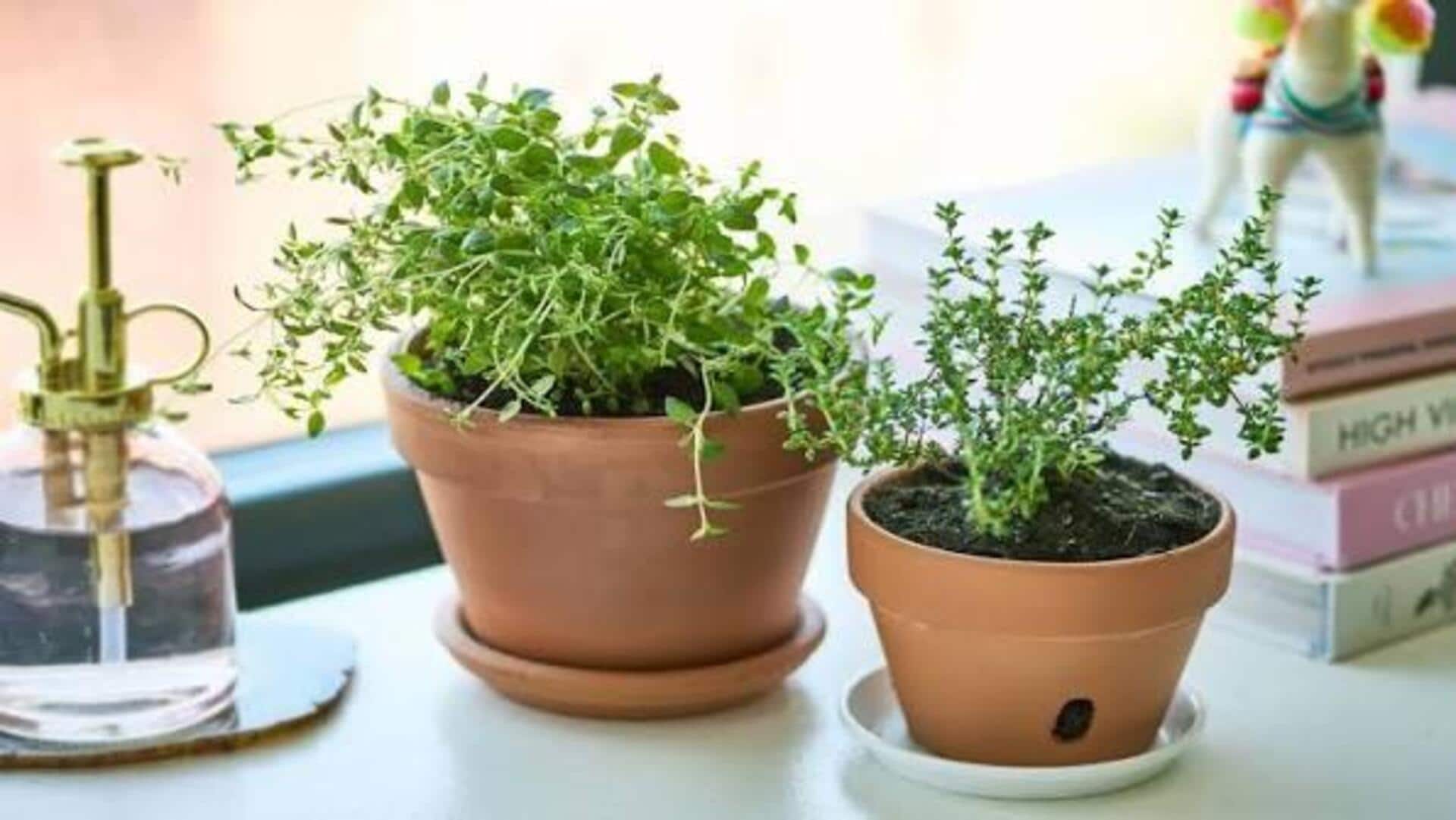Gardening: థైమ్ మొక్క సంరక్షణకు ప్రాథమిక చిట్కాలివే..