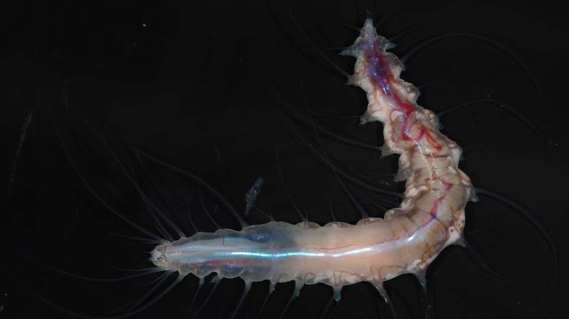 Strange Sea Creatures: సముద్ర గర్భంలో విచిత్ర జీవుల ఆవిష్కరణ.. కొత్త జాతులతో శాస్త్రవేత్తల సంచలన పరిశోధనలు