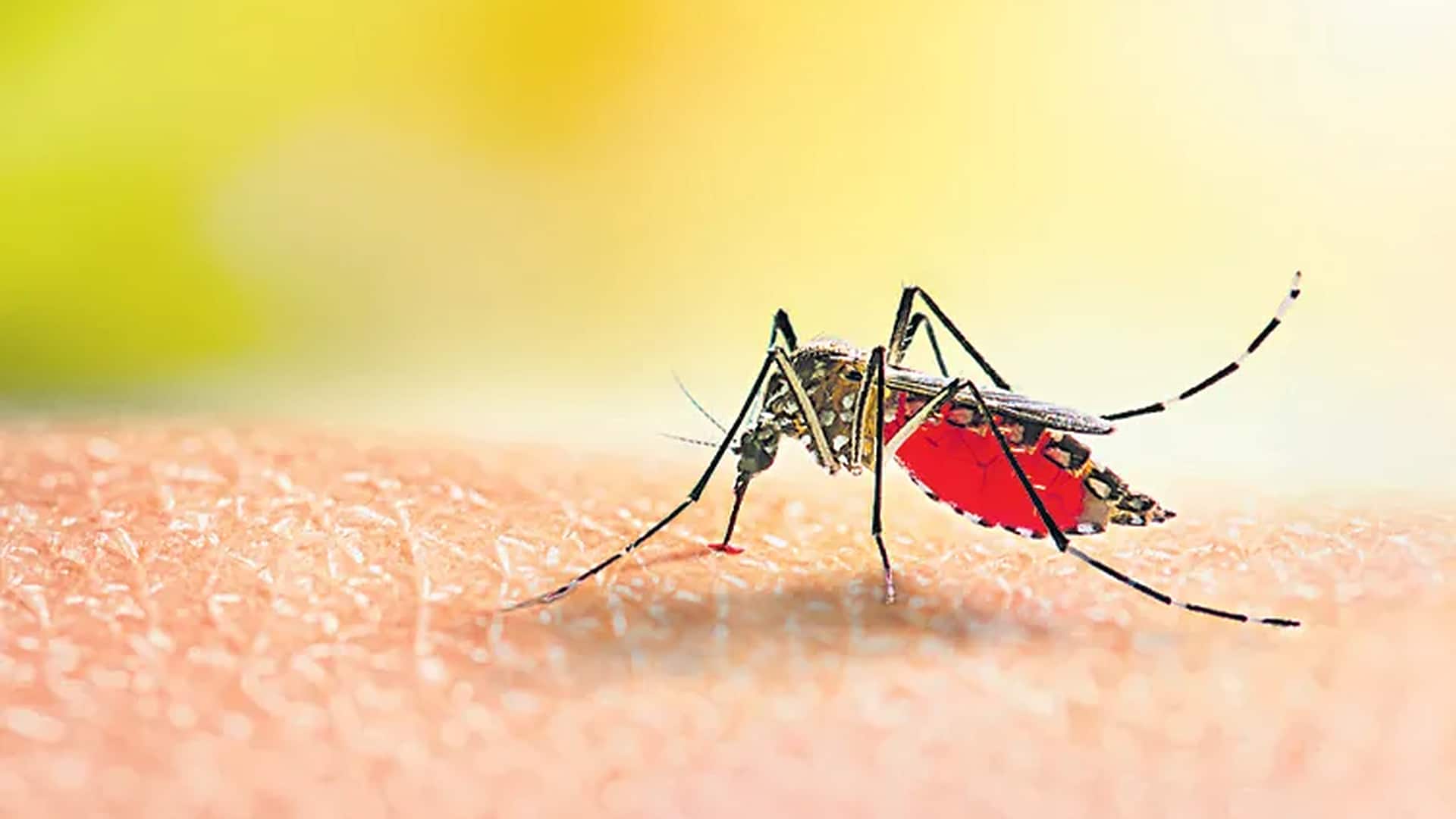 Dengue Cases: తెలంగాణలో పెరుగుతున్న డెంగీ కేసులు.. ఇప్పటికే 3 వేలకుపైగా నమోదు