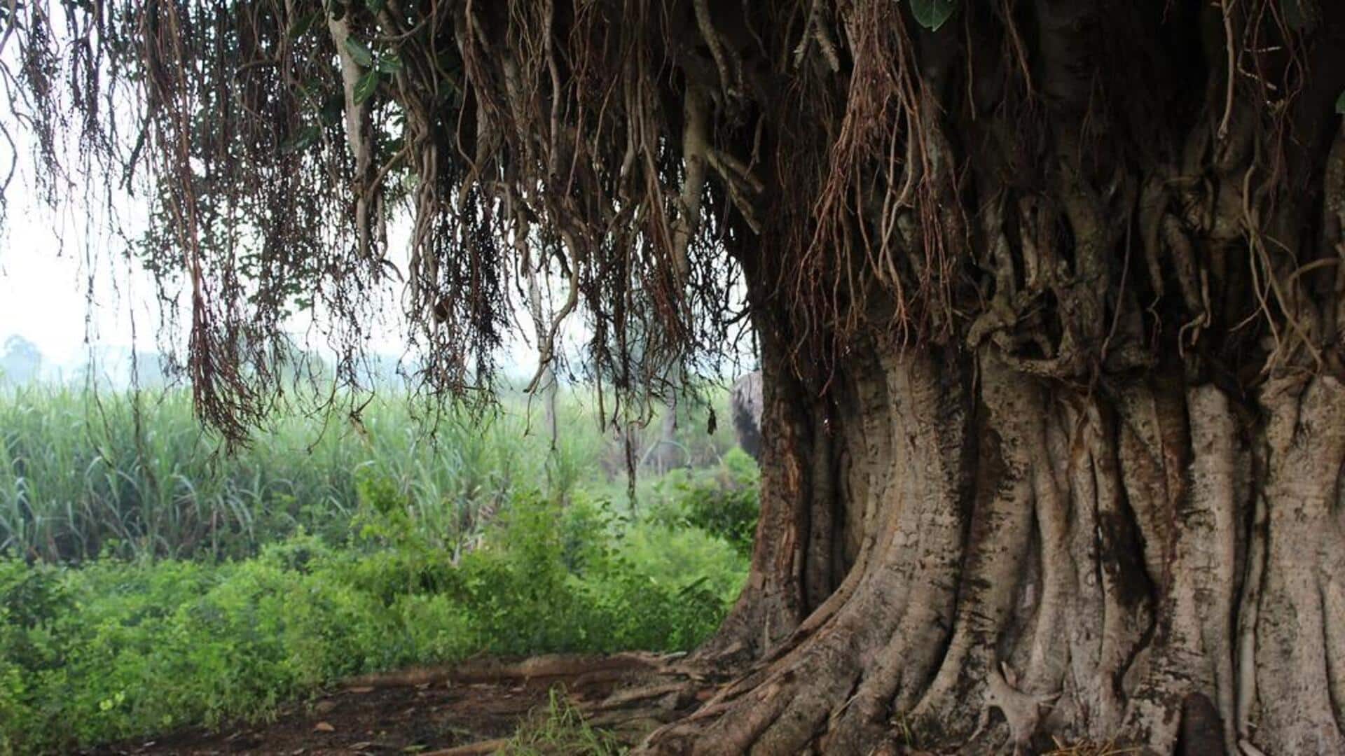 150 Years Tree: విశాఖ జూలో 150 ఏళ్ల చరిత్రకు సాక్ష్యంగా నిలిచిన మర్రి మహావృక్షం
