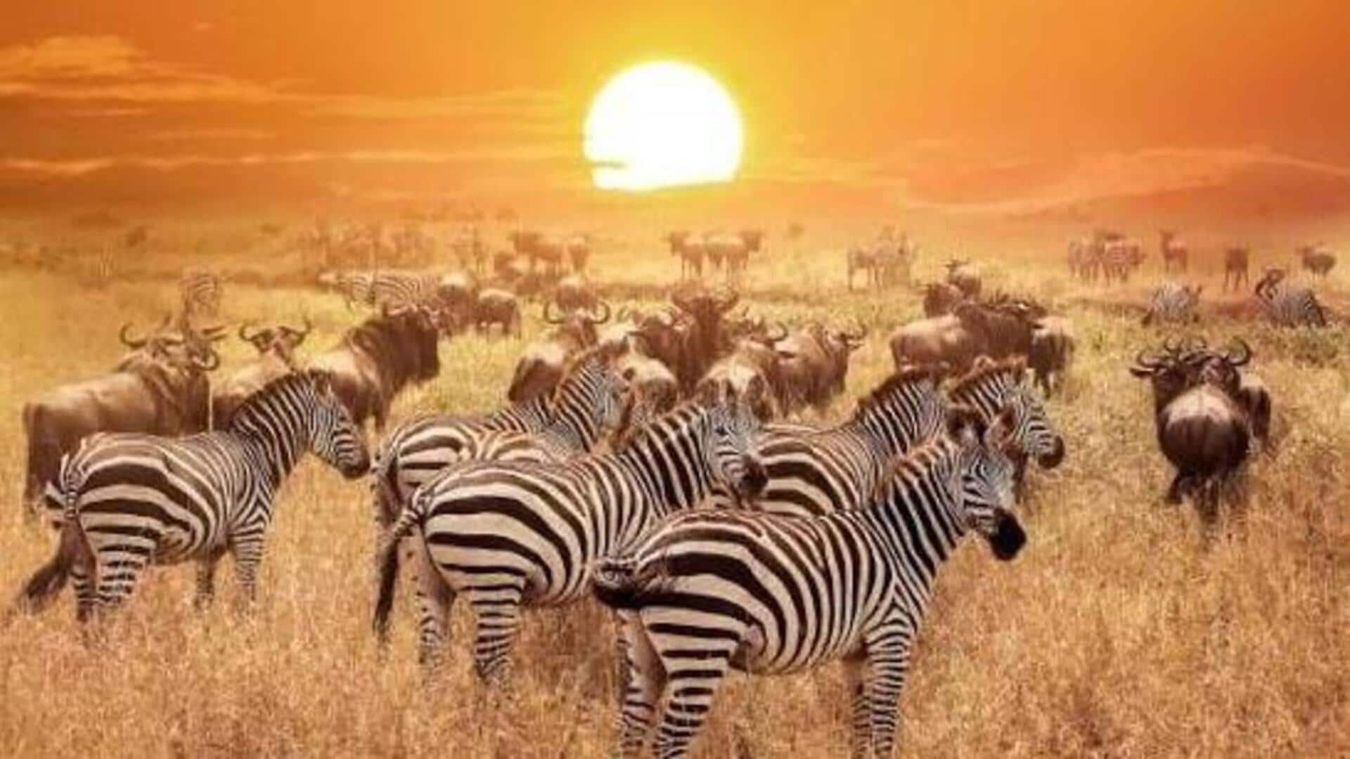 Zambia Zebras:జీబ్రాల గుంపులను దగ్గరగా చూడొచ్చు.. జాంబియాలోని బెస్ట్ వన్యప్రాణి ప్రదేశాలివే!