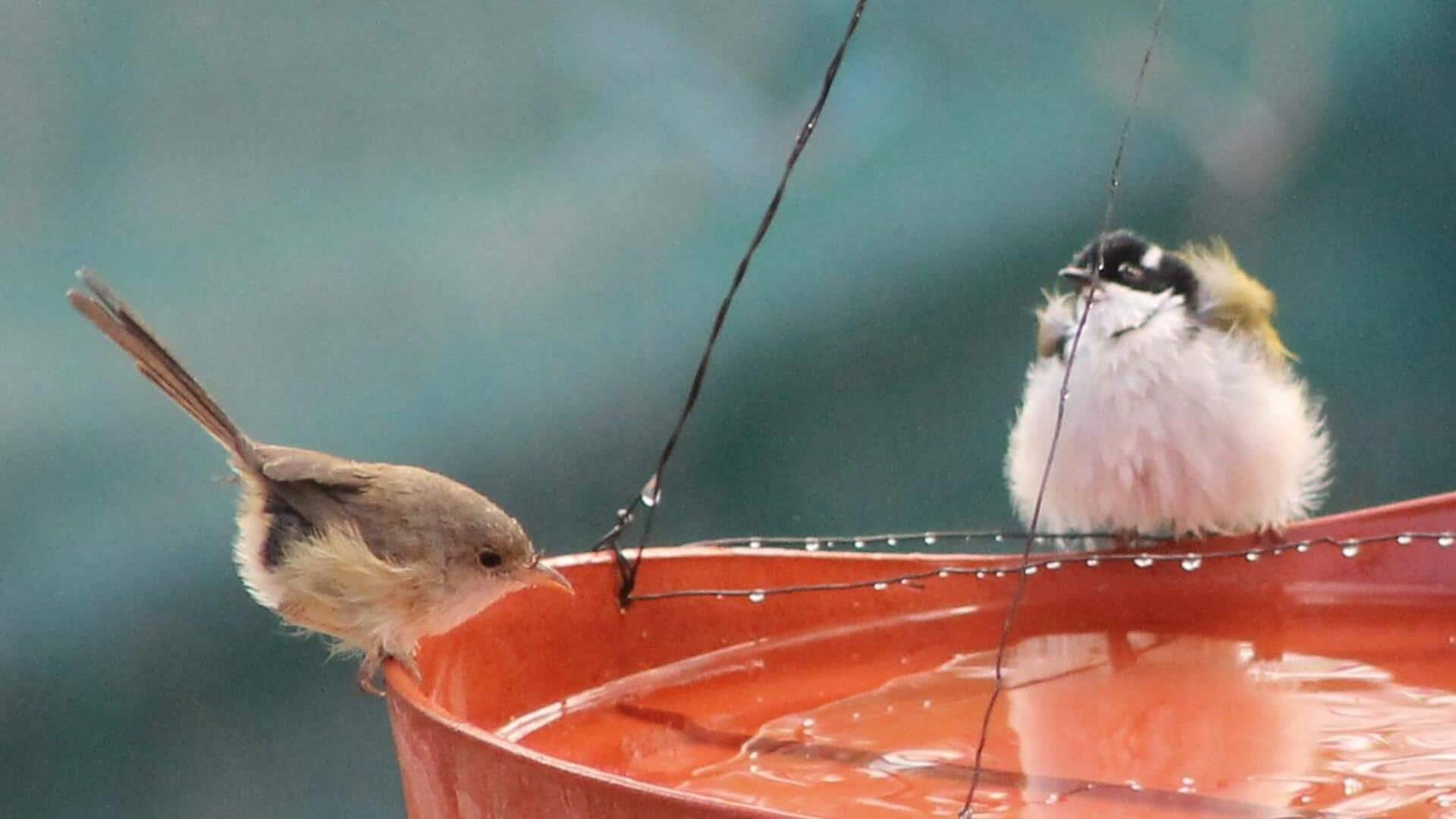 Feeding Birds In Summer: వేసవిలో పక్షులకు మీరు ఎలా సహాయం చేయవచ్చో తెలుసా..