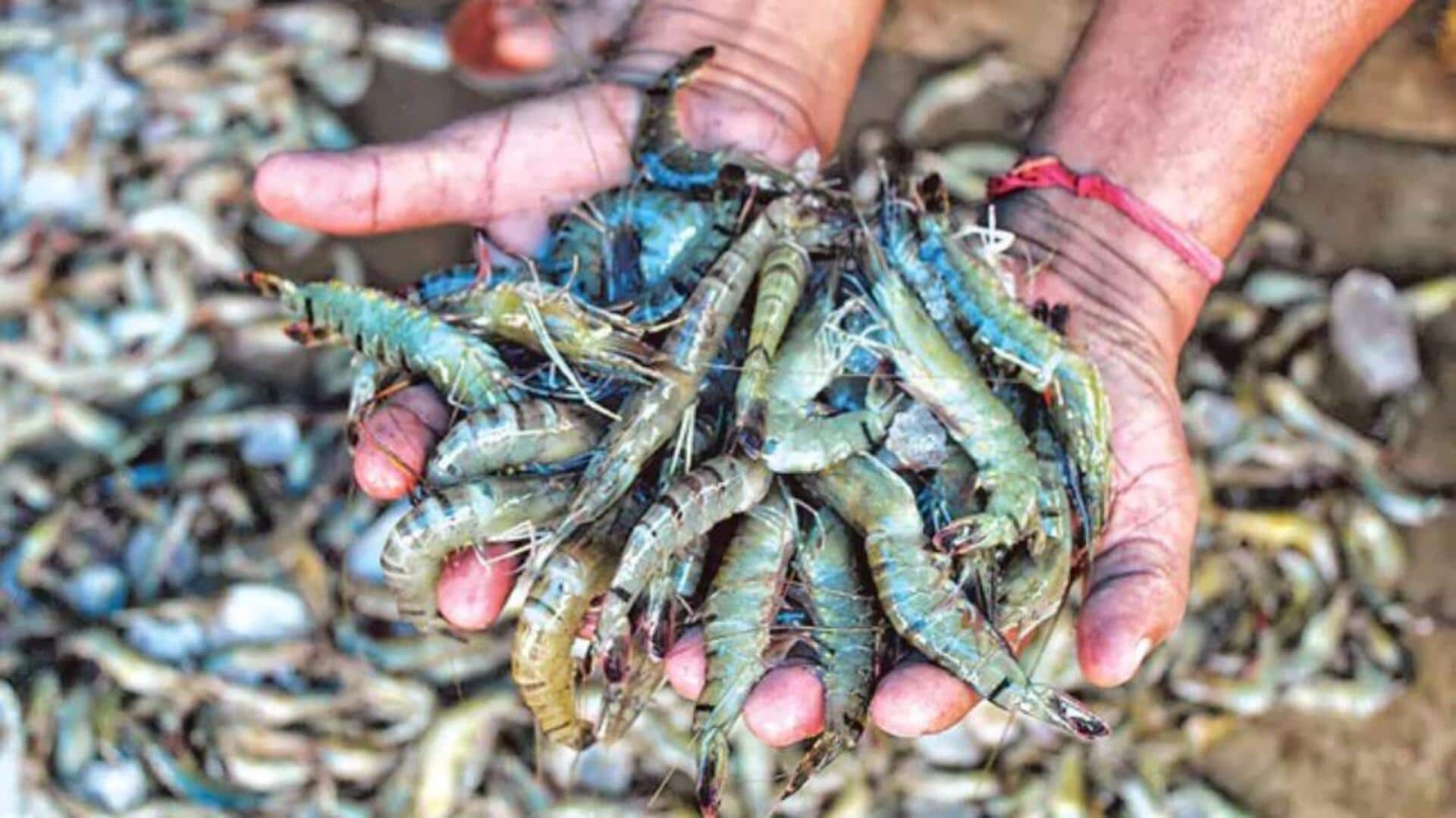 Aqua Exports: రోయ్యలపై భారీ సుంకం.. ఎగుమతిదారులకి మరో ఎదురుదెబ్బ! Aqua Exports: రోయ్యలపై భారీ సుంకం.. ఎగుమతిదారులకి మరో ఎదురుదెబ్బ!