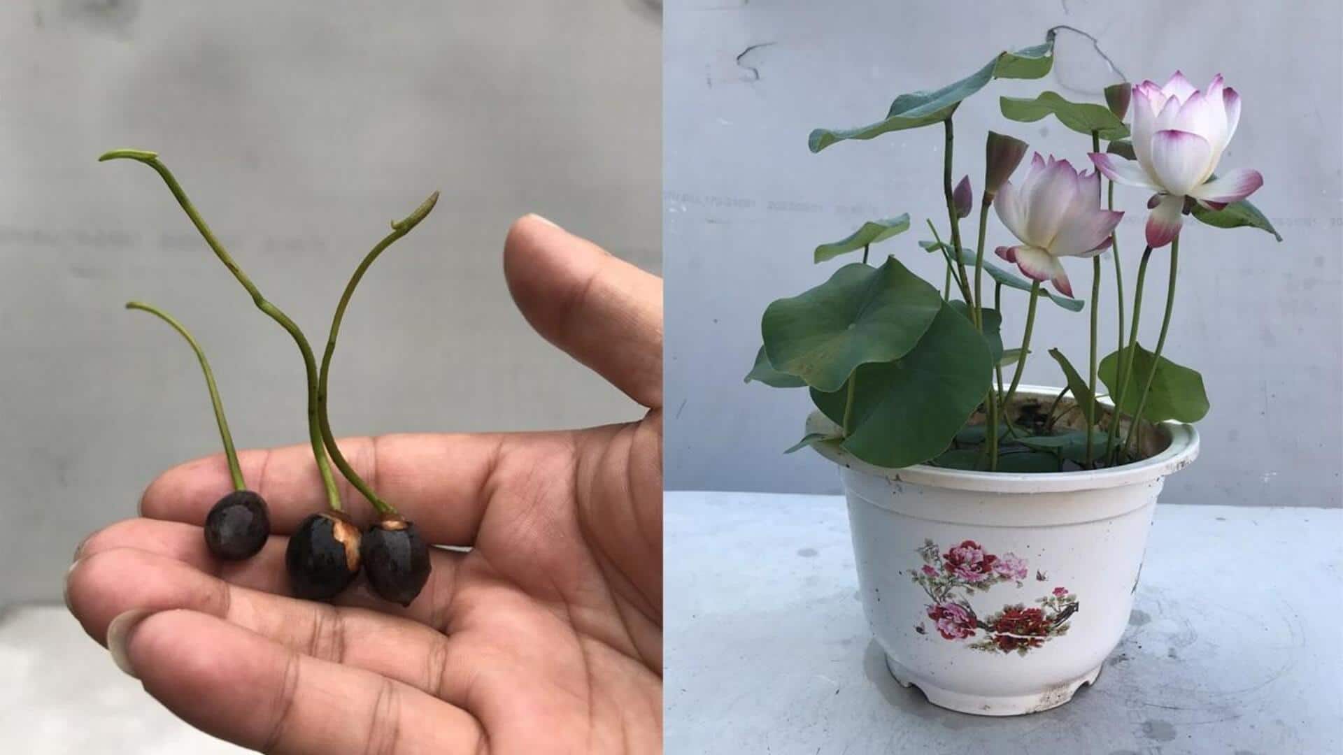 Lotus Seeds: ఇంట్లో తామర విత్తనాలను ఎలా పెంచుకోవాలి?