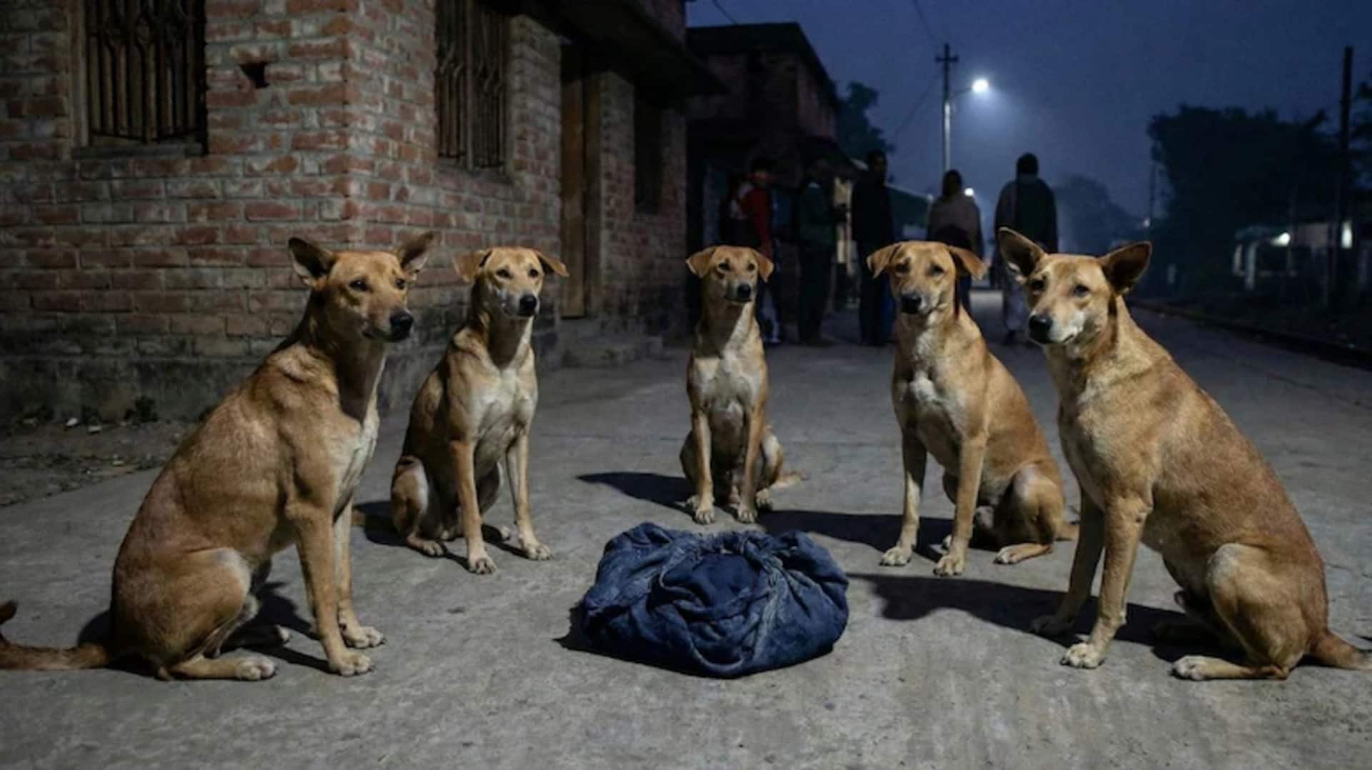 Stray Dogs: వీధి కుక్కల రక్షణలో నవజాత శిశువు: నదియా ఘటన వైరల్