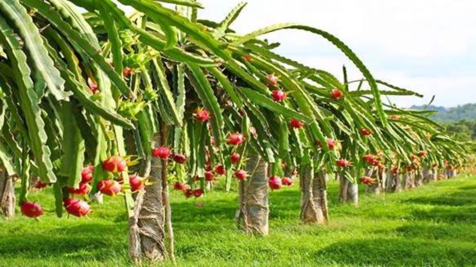 Dragon Fruit Cultivation: ఒక్కసారి పంట వేస్తే 20 ఏండ్ల వరకు దిగుబడి.. ఎకరాకు రూ.లక్ష చొప్పున ఆదాయం