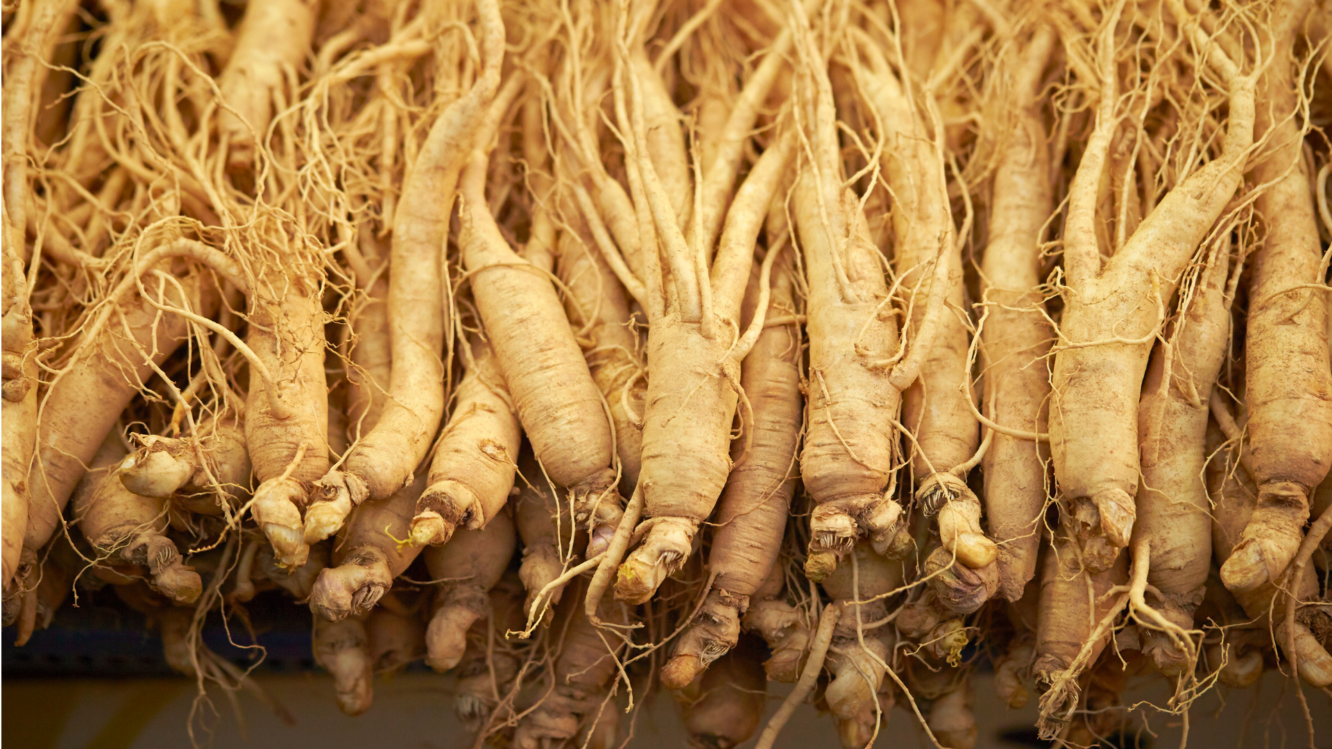 Siberian ginseng: ఒత్తిడి నుంచి రోగనిరోధక శక్తి వరకు.. సైబీరియన్ జిన్సెంగ్‌ అద్భుత లాభాలు