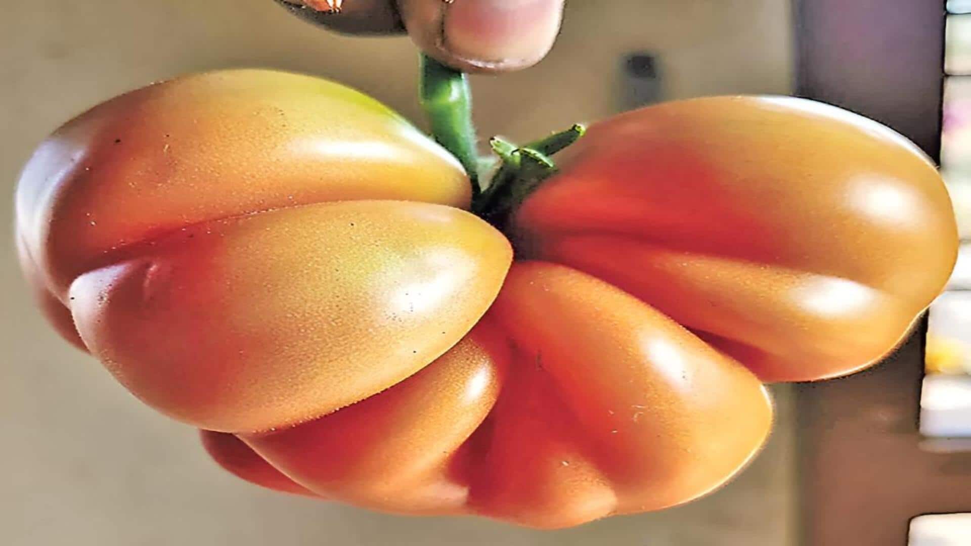 Telangana: వింత ఆకృతితో భారీ టమాటా..