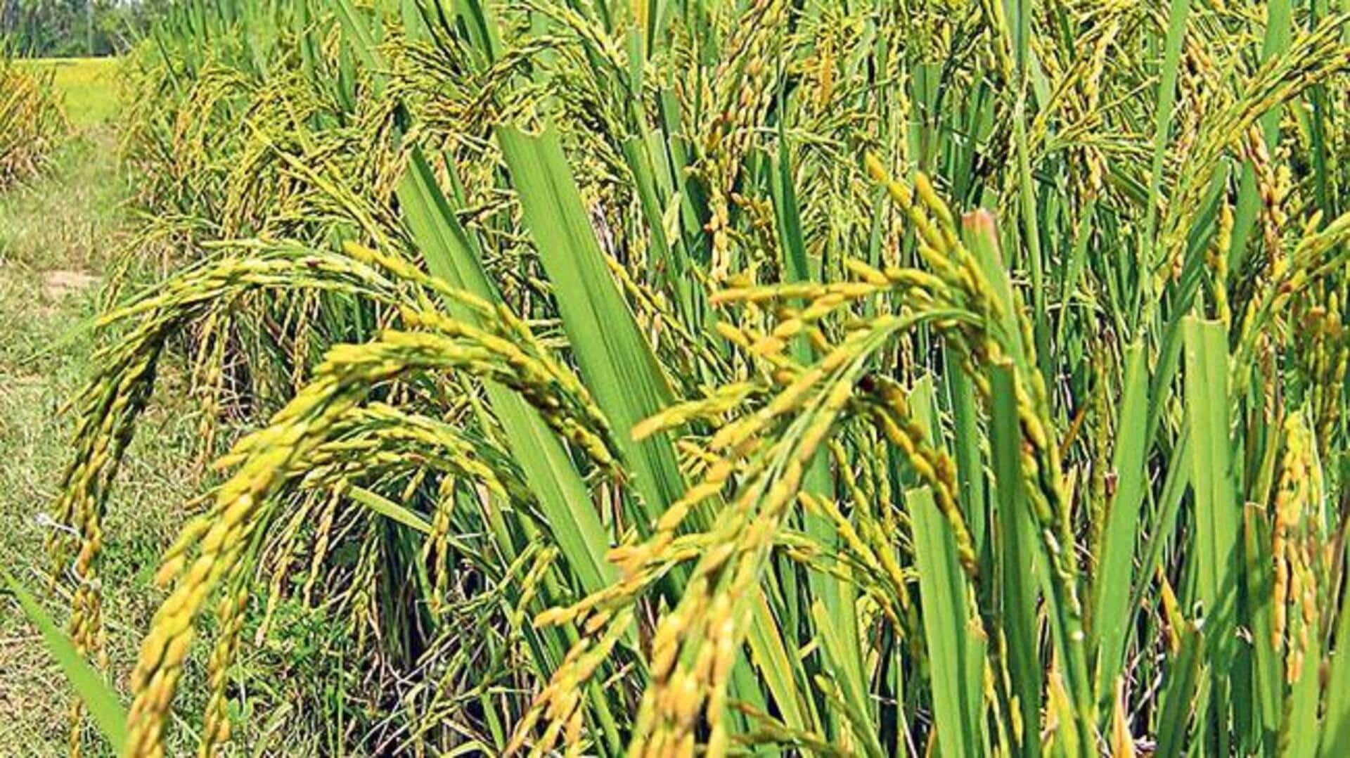 Super fine rice: యాసంగి సీజన్‌లో సన్నరకాల వరి సాగుకు సర్కారు నిర్ణయం