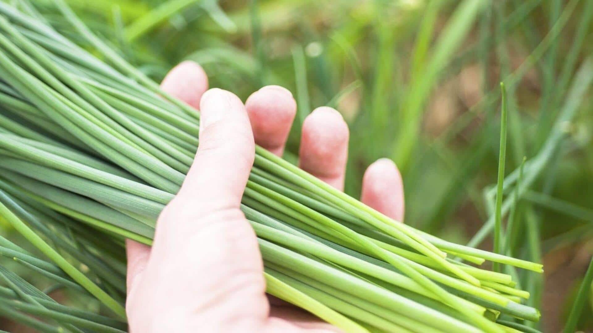 Chives growing at home: మట్టి అవసరం లేదు.. ఇంట్లోనే చైవ్స్‌ను సులభంగా పెంచడం ఎలా?