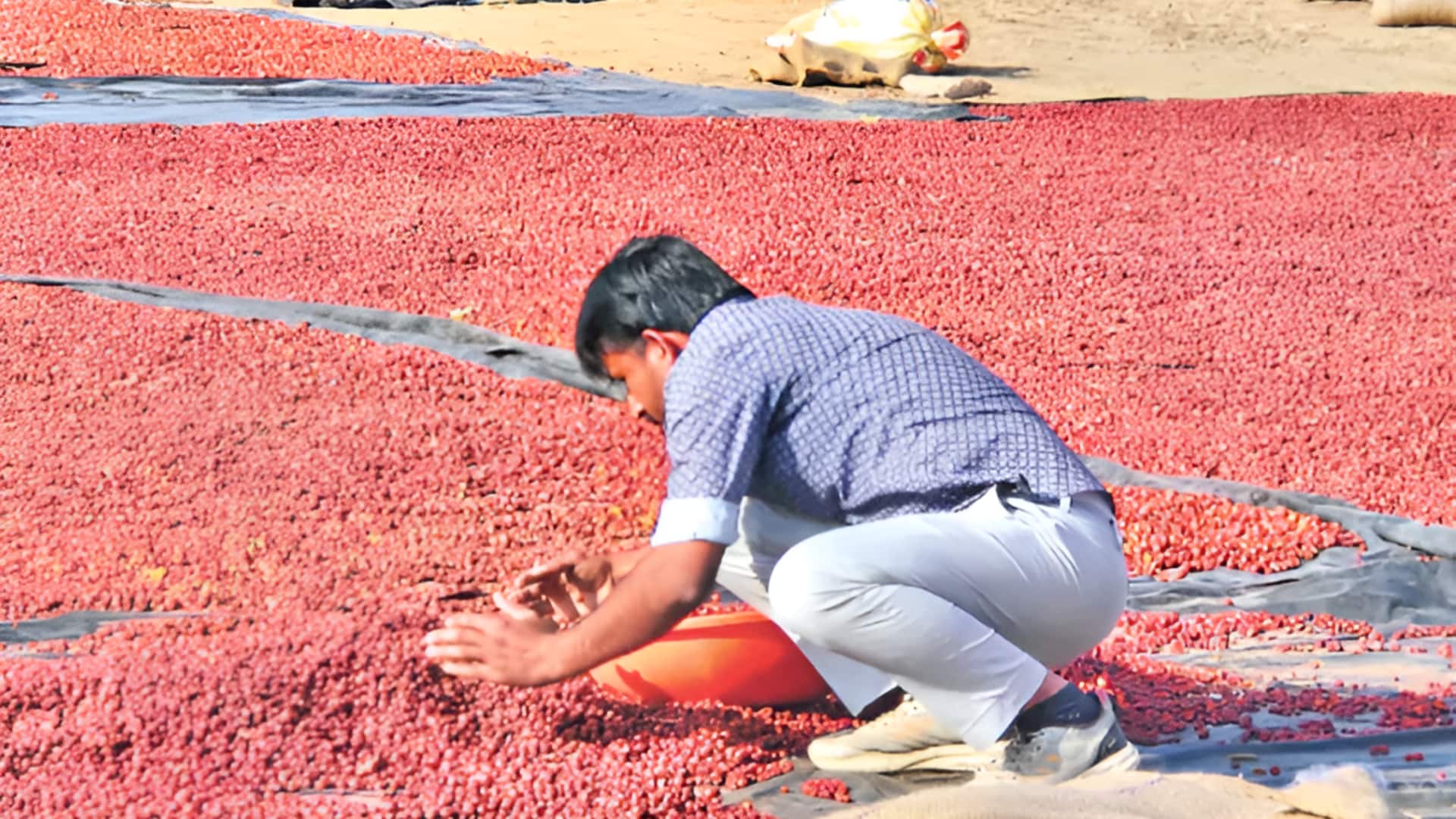 plums: చెట్ల కింద పడిన రేగుపండ్లతో రైతుకు బంగారు ఆదాయం
