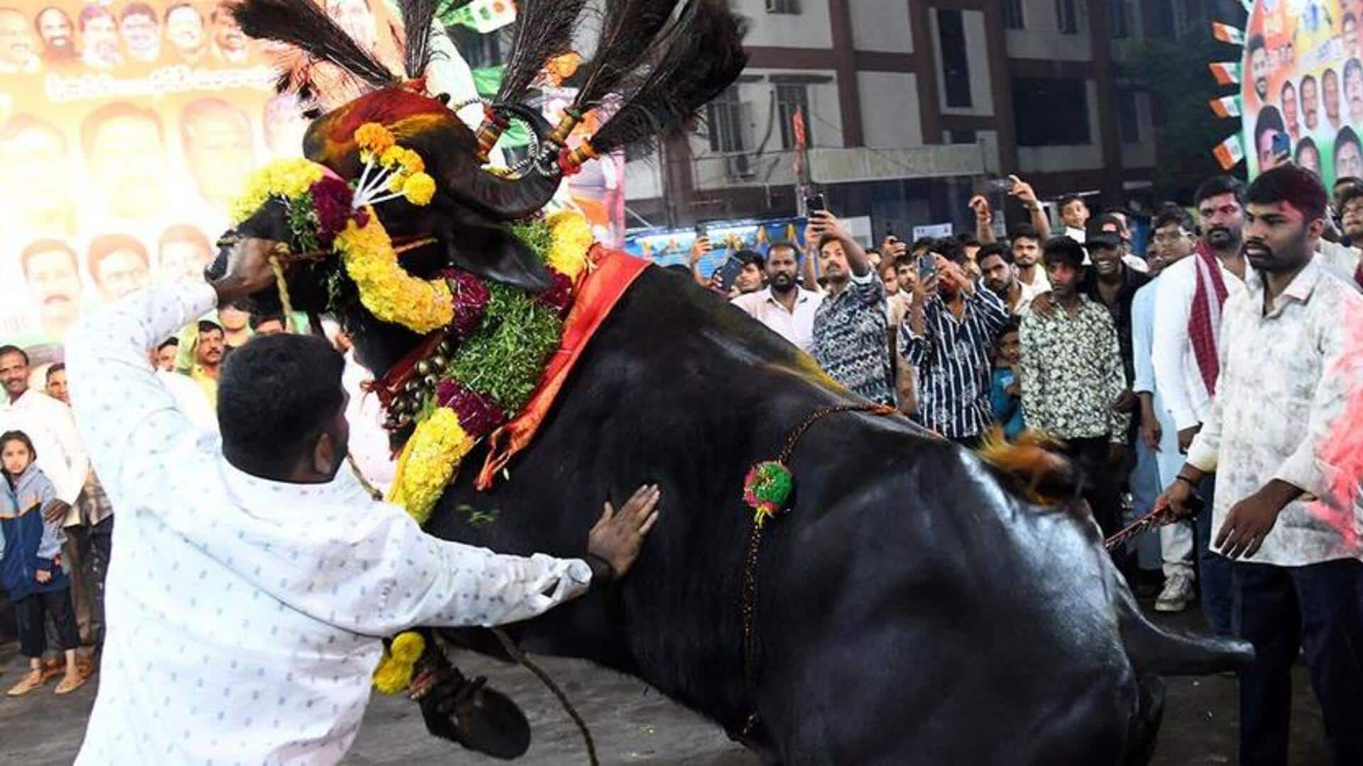 Telangana: హైదరాబాద్లో సదర్ ఉత్సవాలు.. ఇక దున్నపోతుల సందడి నెక్స్ట్ లెవెల్! Telangana: హైదరాబాద్లో సదర్ ఉత్సవాలు.. ఇక దున్నపోతుల సందడి నెక్స్ట్ లెవెల్!