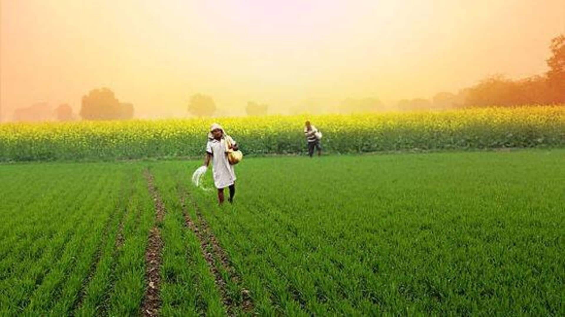 Chandrababu Naidu: ఏపీ ప్రభుత్వం కీలక ప్రకటన.. యూరియా వాడకం తగ్గిస్తే రైతుకు రూ.800..