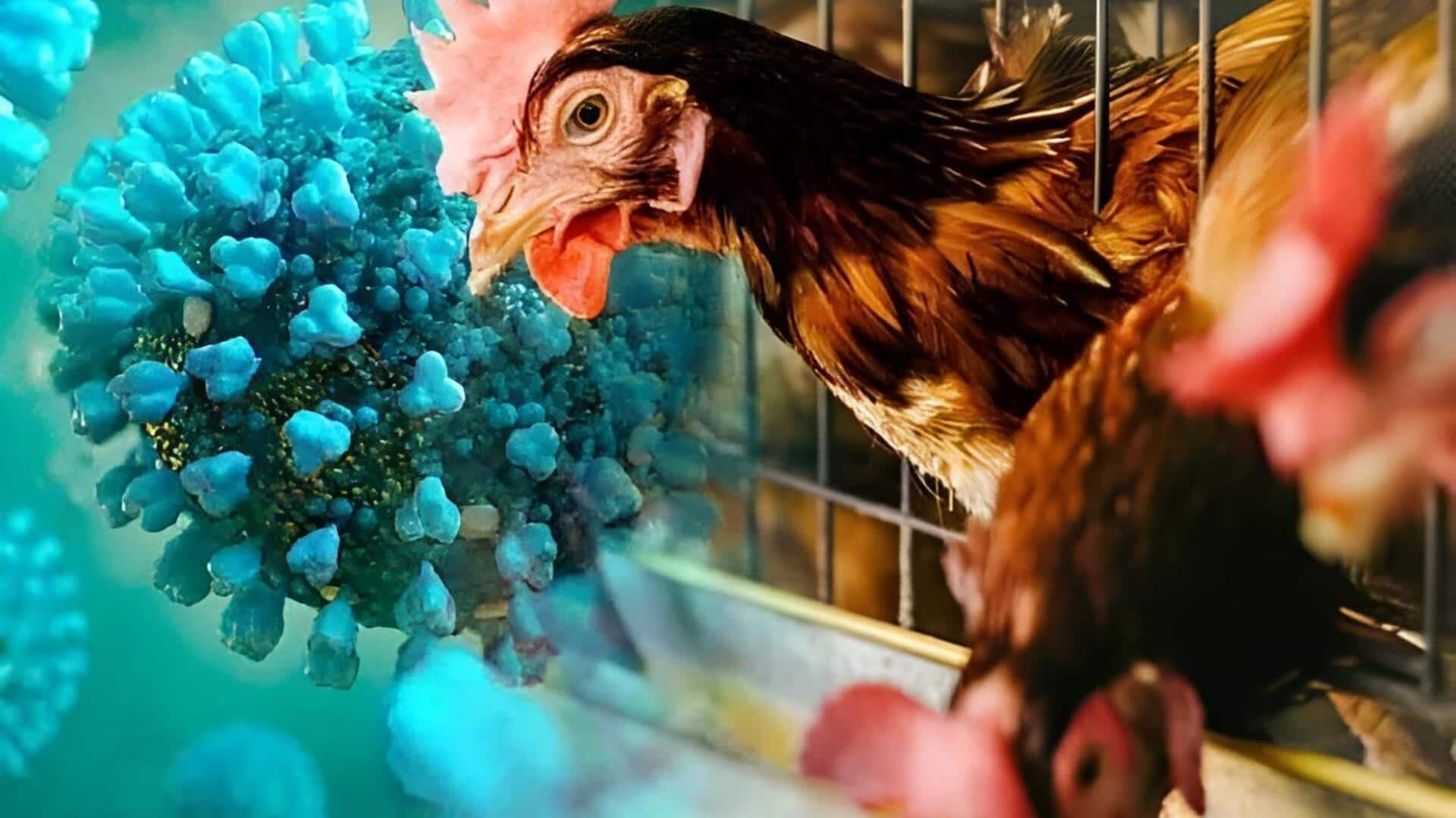 Bird flu: బర్డ్ ఫ్లూ కలకలం.. చిత్తూరు జిల్లాలో 28 వేల కోళ్లు మృతి