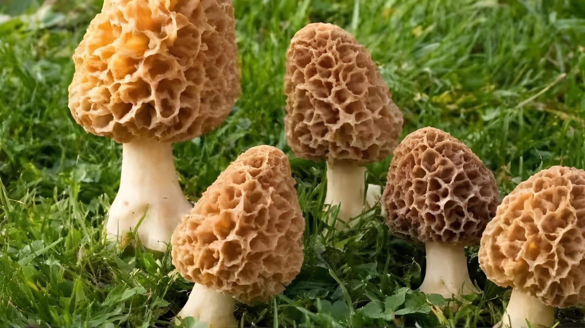 Most Expensive Vegetables : ఇండియాలో అత్యంత ఖరీదైన కూరగాయలు.. వందల్లో కాదు, ఏకంగా రూ.లక్షల్లో!