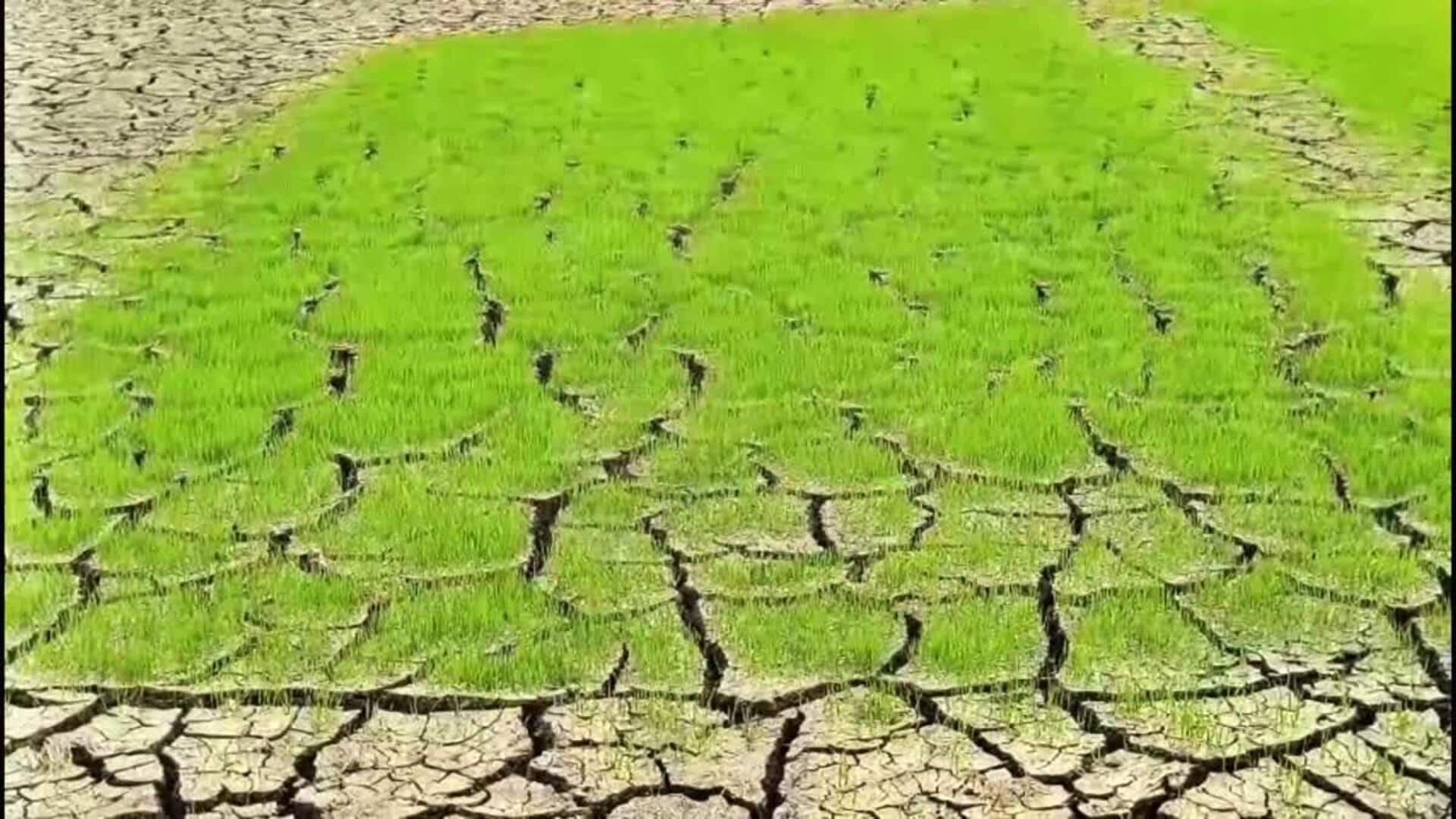 Rain: వానల కోసం ఎదురుచూపులు.. రాష్ట్రంలో 462 మండలాల్లో లోటు వర్షపాతం