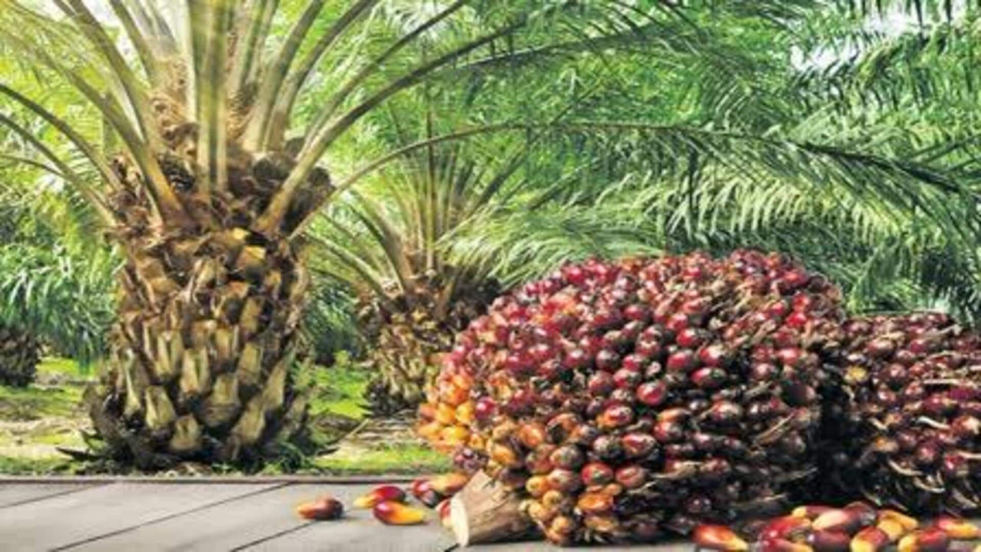 Oil Palm Cultivation: రైతులకు బాగు.. ఆయిల్‌పామ్‌ సాగు.. నల్గొండలో ఆయిల్ ఫ్యాక్టరీ