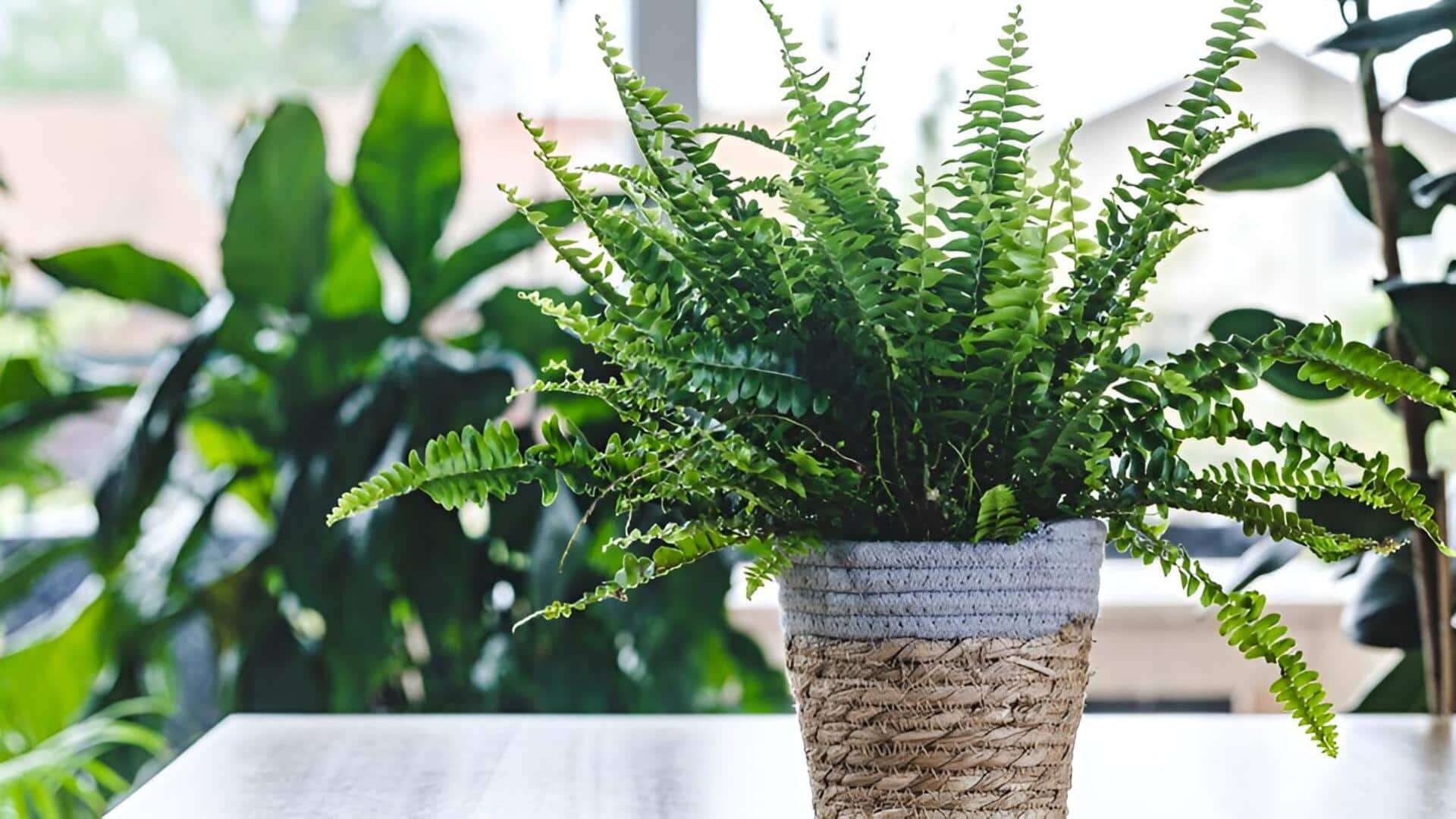 Fern plants: ఫెర్న్స్ మొక్కల పెంపకంలో ఎక్స్‌పర్ట్ అవ్వాలా? ఈ టిప్స్ ఫాలో అవ్వండి!