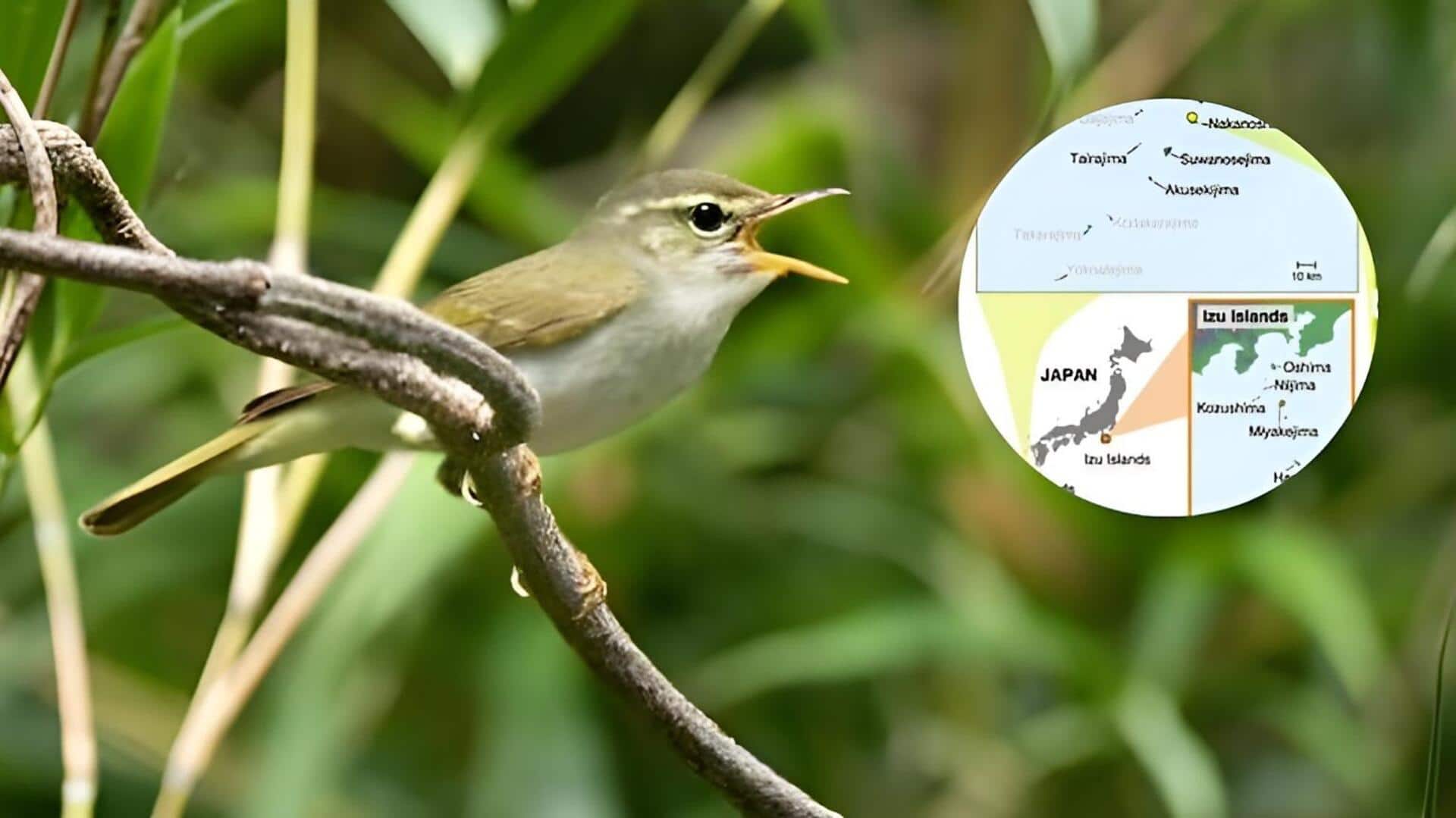 Tokara Leaf Warbler:  45 ఏళ్ల తర్వాత జపాన్‌లో కొత్త పక్షి జాతి గుర్తింపు..