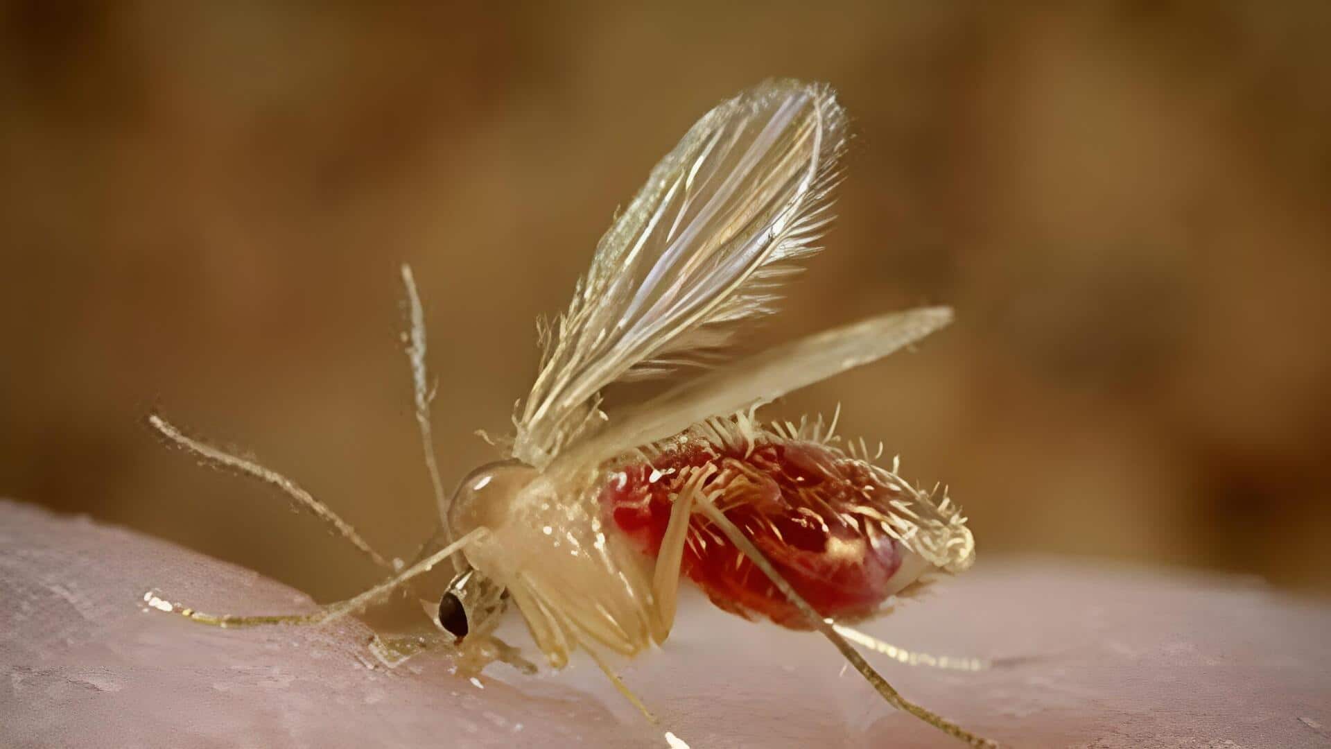 Chandipura Virus: గుజరాత్‌లో చండీపుర వైరస్‌ కలకలం.. ఐదు వారాల్లో 25 మంది చిన్నారుల మృతి