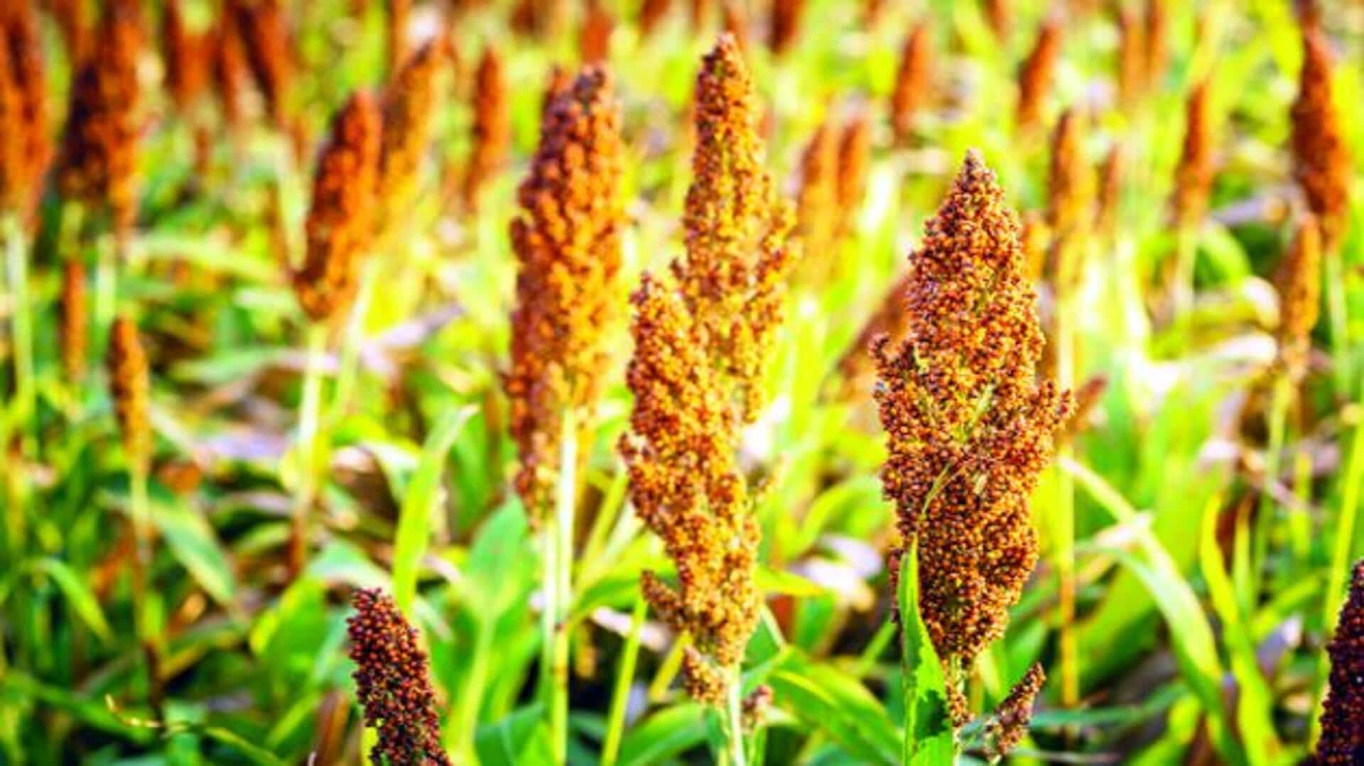 Sweet sorghum: జీవ ఇంధనంగా తీపి జొన్న .. ఇథనాల్ ఉత్పత్తి వనరుగా అభివృద్ధి.. సాగును భారీగా పెంచాలని కేంద్రం నిర్ణయం Sweet sorghum: జీవ ఇంధనంగా తీపి జొన్న .. ఇథనాల్ ఉత్పత్తి వనరుగా అభివృద్ధి.. సాగును భారీగా పెంచాలని కేంద్రం నిర్ణయం