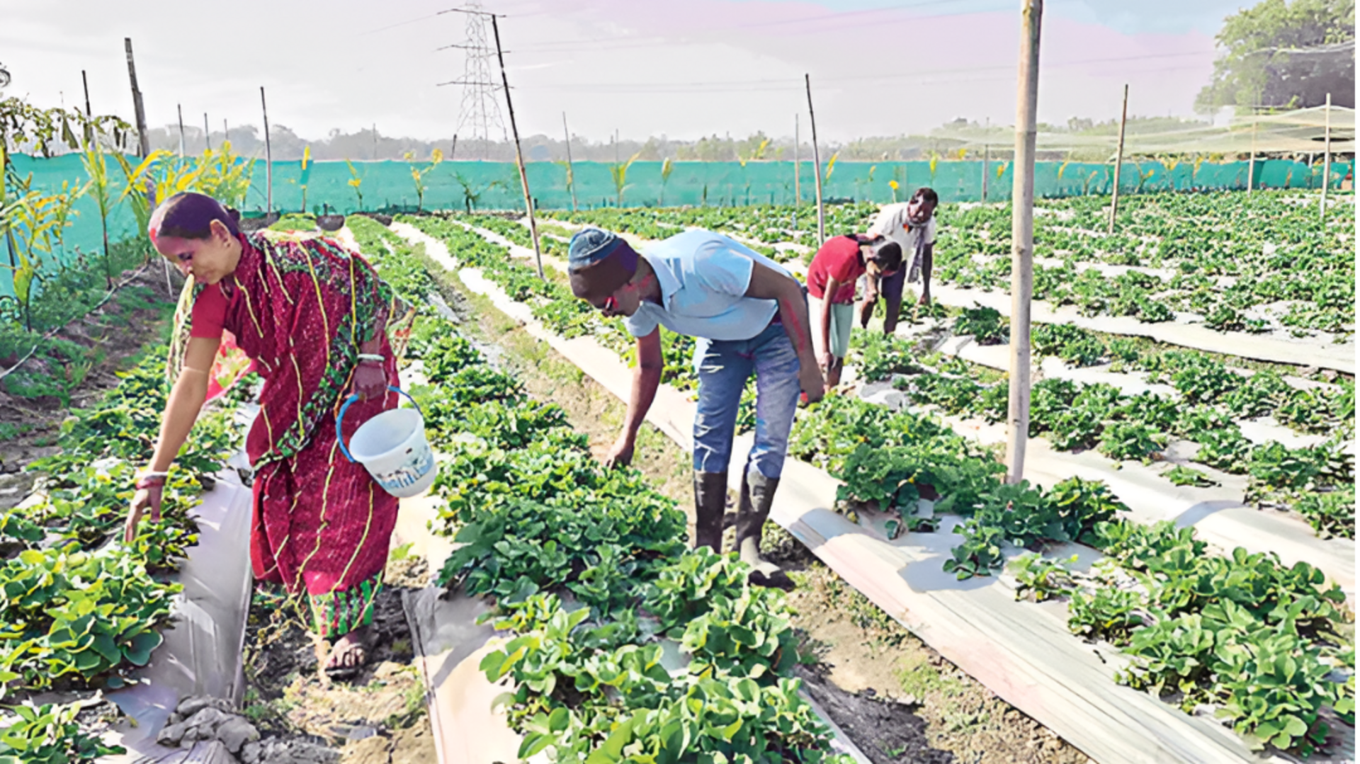 Odisha: మహాబలేశ్వర్ విత్తనాలతో ఆర్గానిక్‌ స్ట్రాబెర్రీ పంట.. స్థానిక దుకాణాల నుంచి ముందస్తు ఆర్డర్లు