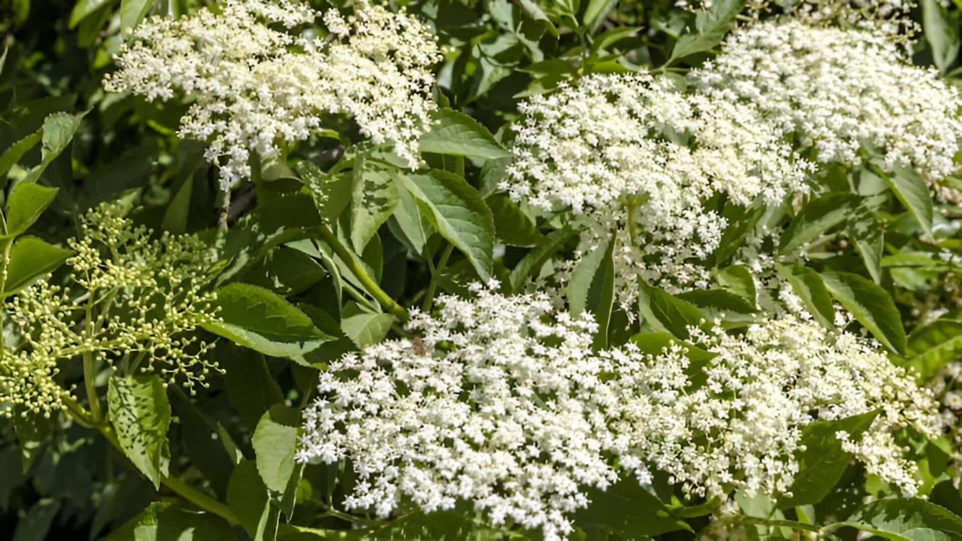 Elder flower: ఇంట్లో ఎల్డర్‌ఫ్లవర్ మొక్కలు పెంచుకోండిలా
