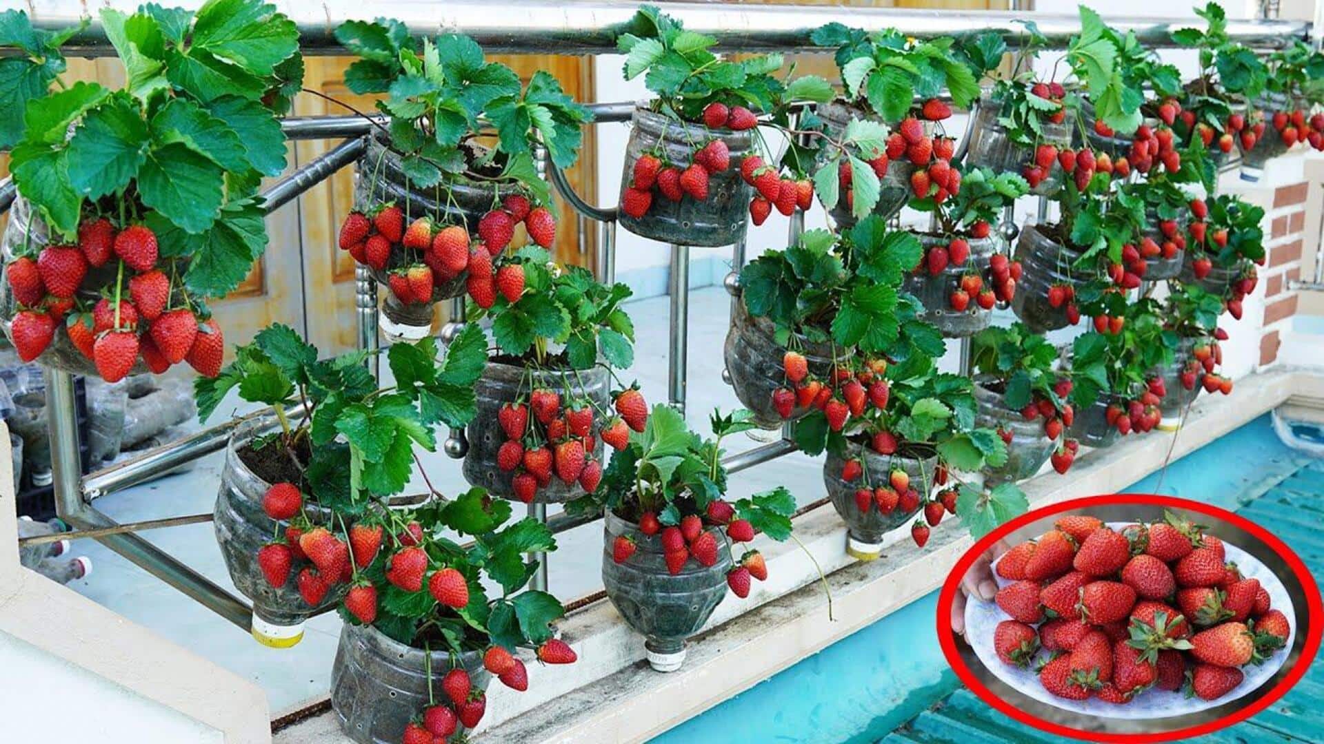 Alpine Strawberries: మీ బాల్కనీలో ఆల్పైన్ స్ట్రాబెర్రీలను సులభంగా పెంచండిలా..