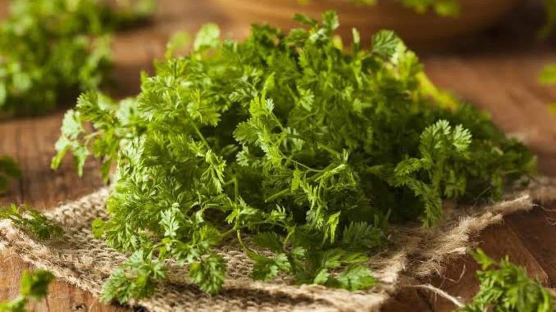 Chervil plants: ఇంట్లో చెర్విల్ మొక్కలను ఎలా పెంచాలో తెలుసా?