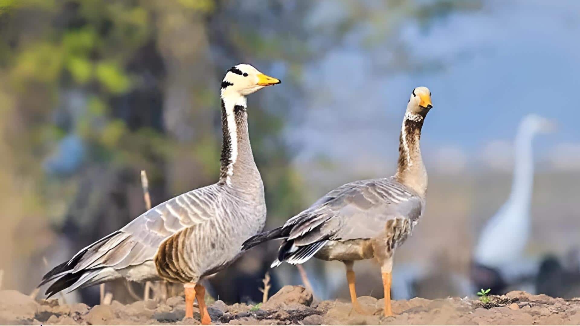 Kerala: హిమాలయాలను దాటి వయనాడ్‌లో దర్శనమిచ్చిన 'బార్ హెడెడ్ గూస్'