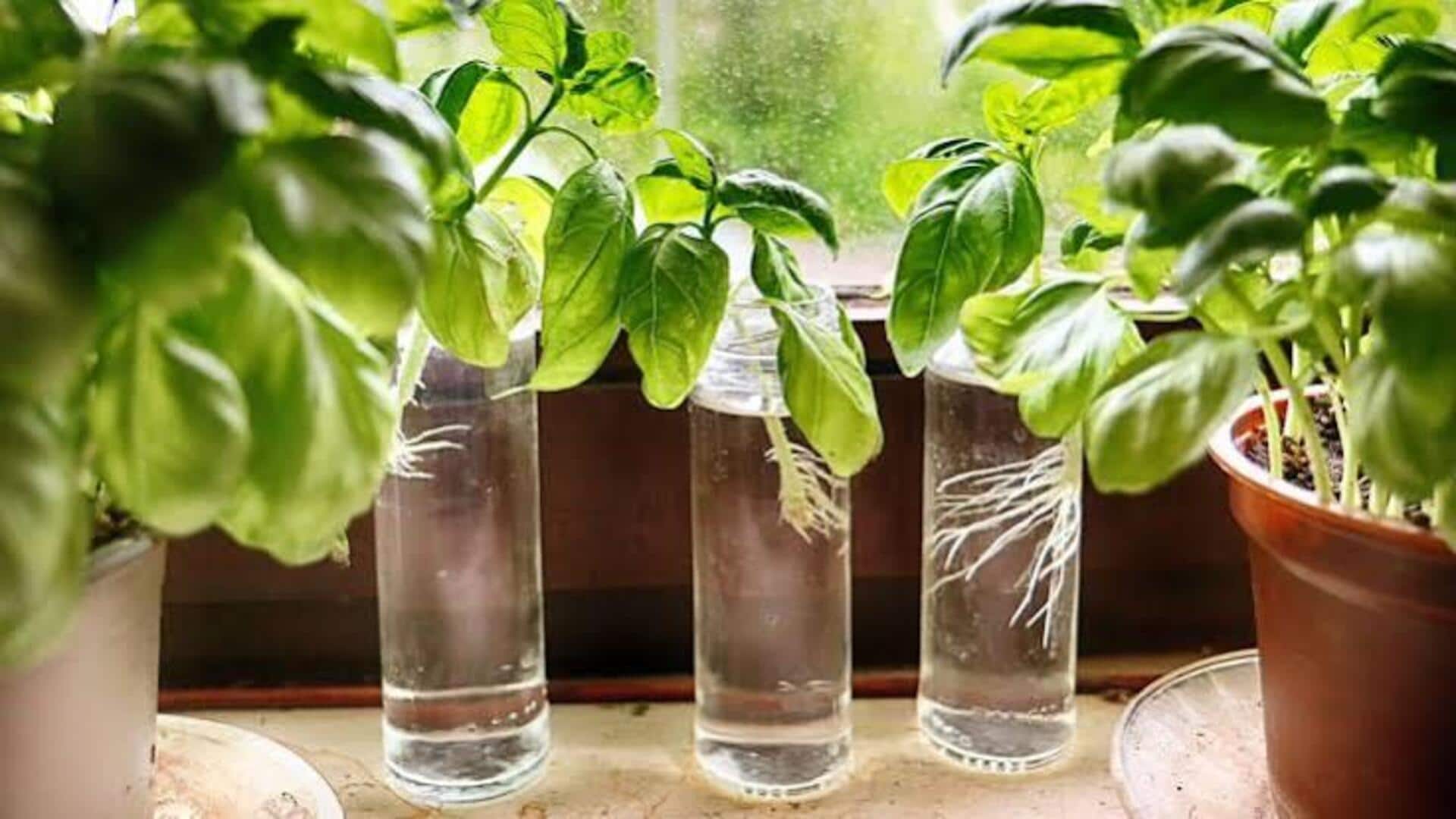 Basil plant growing tips: ఇంట్లో బేసిల్‌ పెంపకం ఎలా? మొక్క చక్కగా పెరగడానికి ఈ చిట్కాలు పాటించండి!