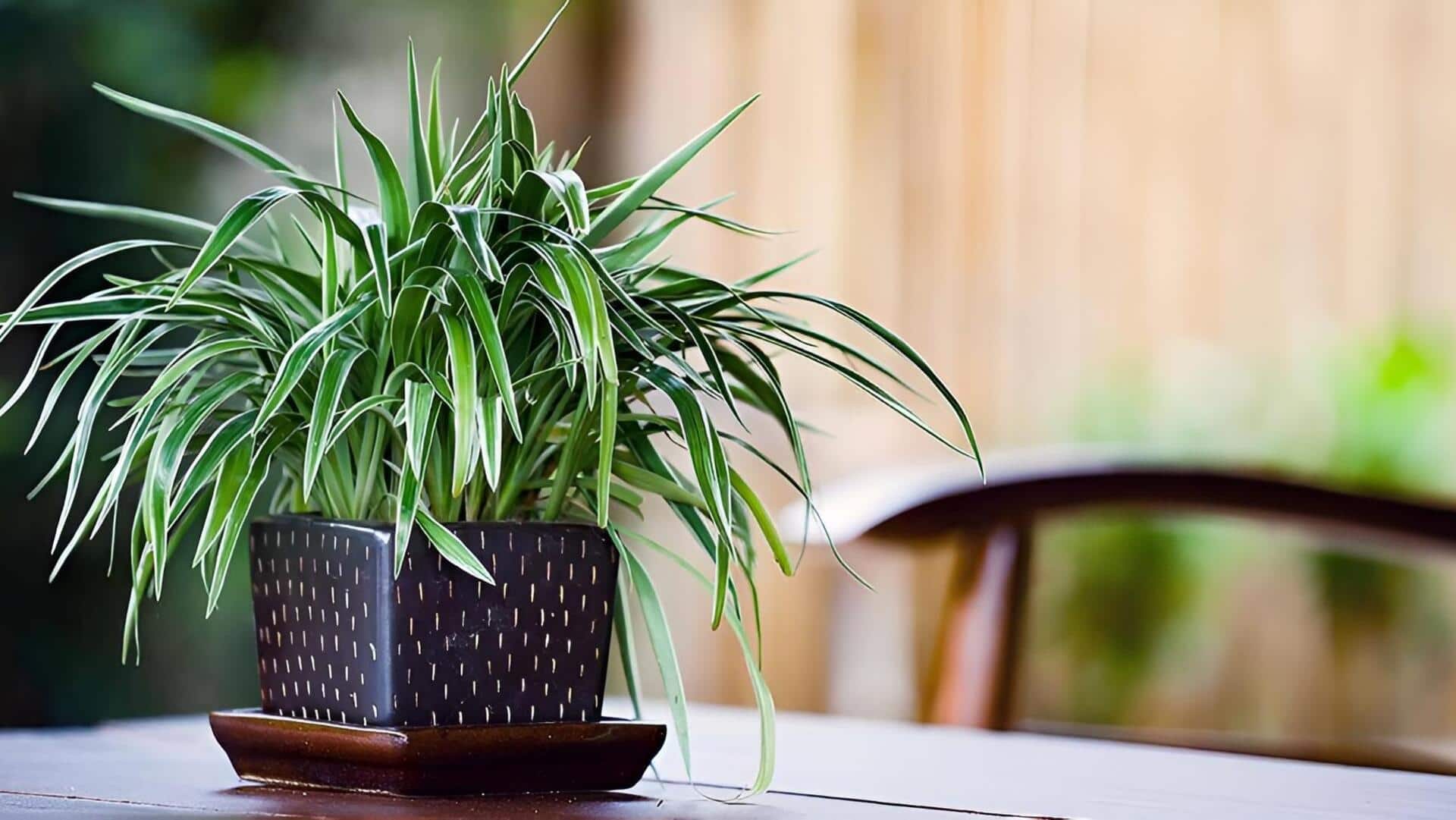 Plant Care Tips: మొక్కలు వాడిపోతున్నాయా..? కాంతి విషయంలో ఈ 5 పొరపాట్లు చేయొద్దు!