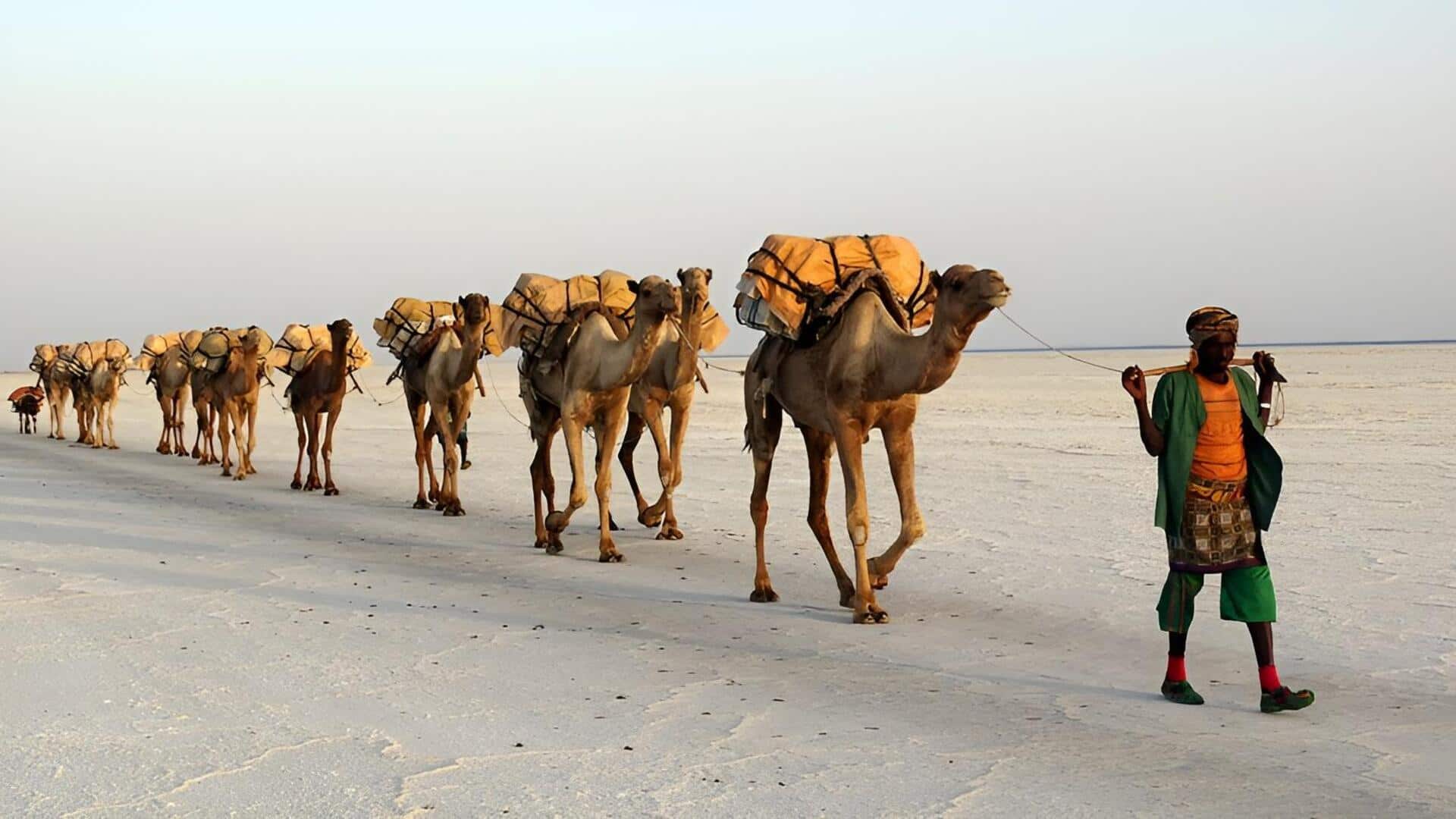 Africa Salt Flats: ఆఫ్రికా ఉప్పు మైదానాల్లో ఒంటెల కాన్వాయ్‌.. ఈ అద్భుత ప్రయాణం గురించి తెలుసా?
