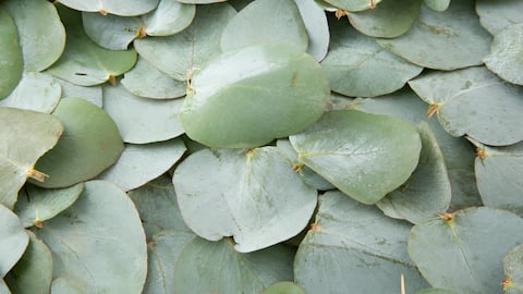 Eucalyptus leaves: యూకలిప్టస్ ఆకులతో కాళ్ల స్నానం.. ఆఫ్రికా బ్యూటీ సీక్రెట్‌ ఇదే!