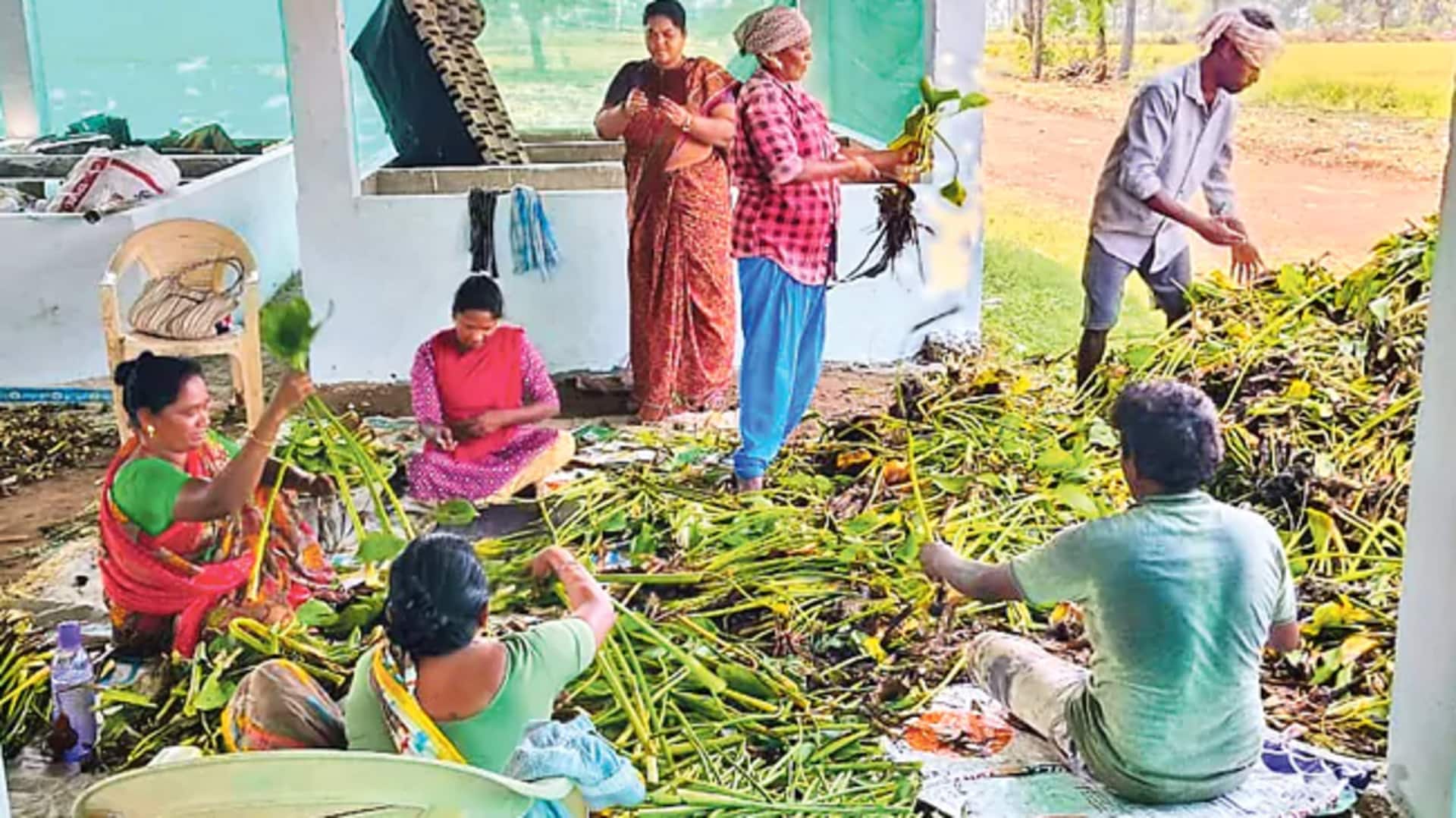 Andhra News: గుర్రపుడెక్కతో ఎరువు.. పశ్చిమగోదావరి జిల్లాలో ప్రయోగాత్మకంగా తయారీ