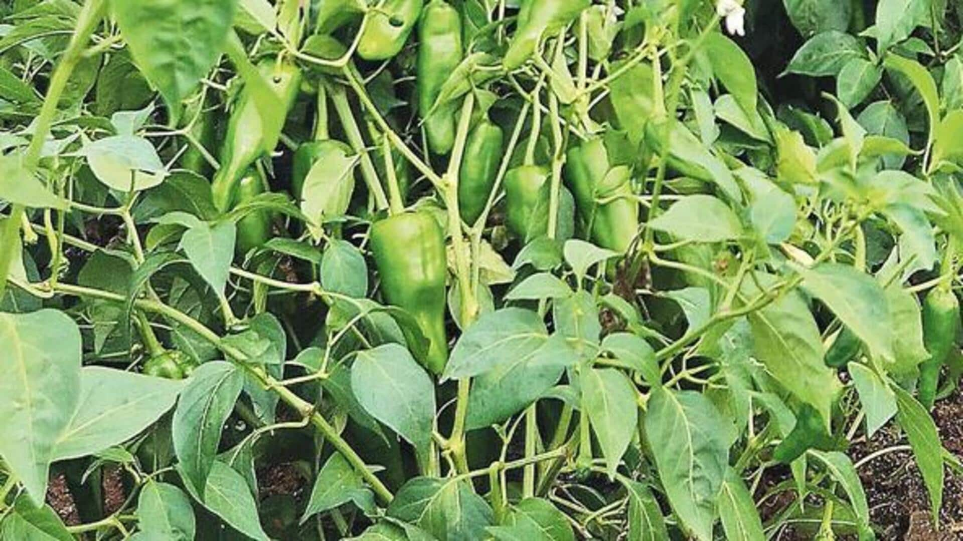 Chapata Mirchi: ఉమ్మడి వరంగల్‌ జిల్లా ప్రత్యేకమైన చపాట మిర్చికి భౌగోళిక గుర్తింపు! 