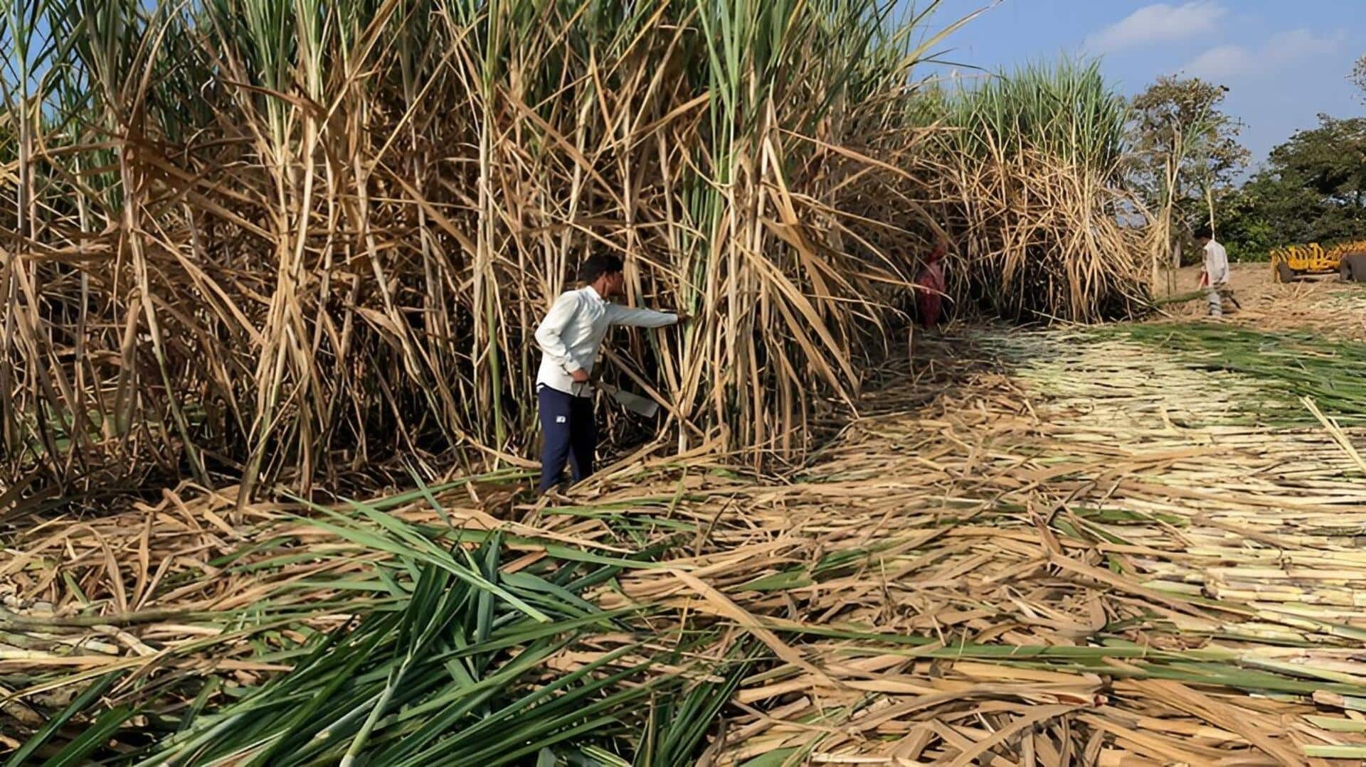 Sugar Mills: చక్కెర ధరలకు రెక్కలు.. ఇథనాల్‌ కంటే షుగర్‌ ఉత్పత్తికే మిల్లుల మొగ్గు