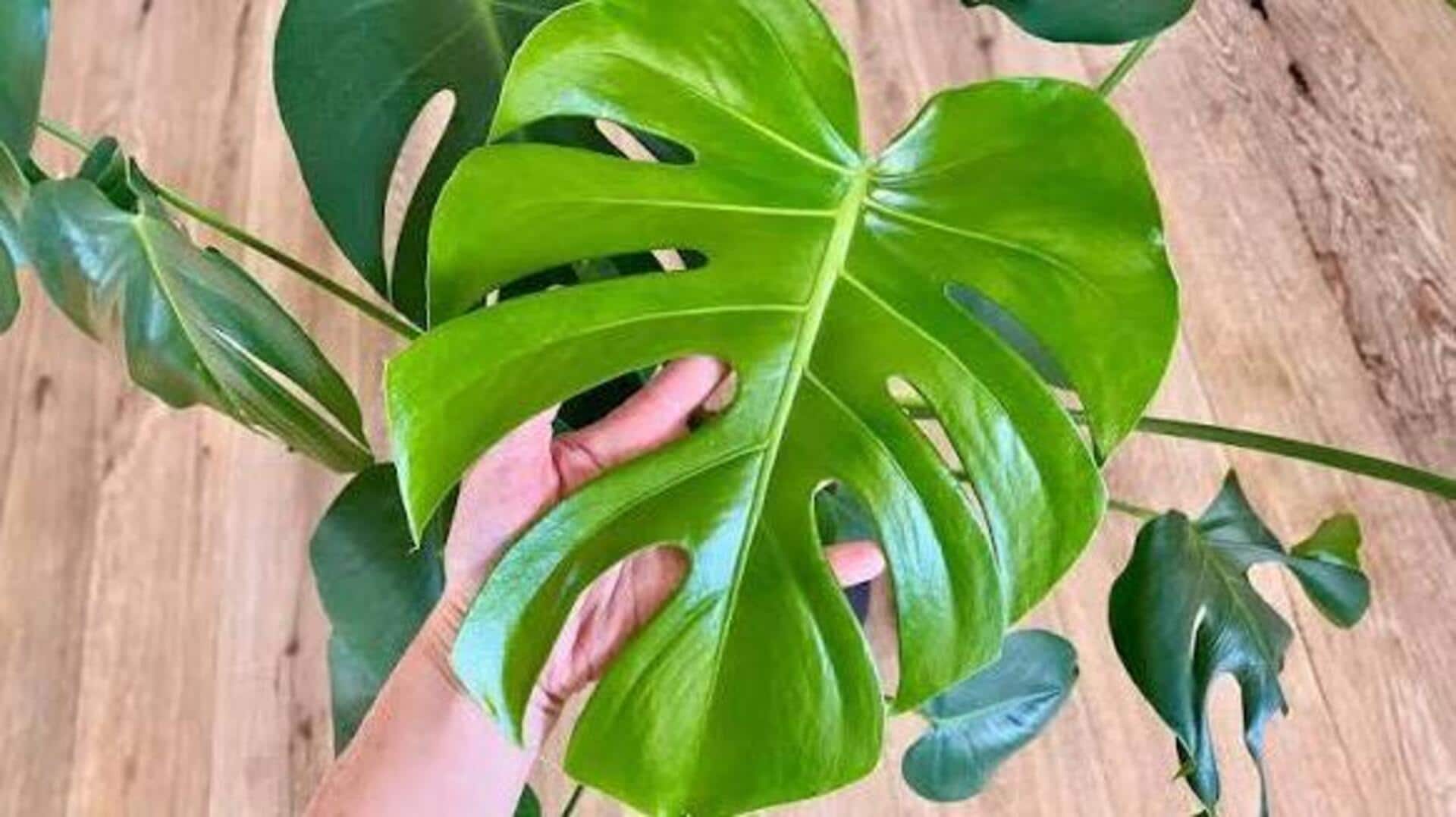 plant care tips: మొక్కల ఆకులు పచ్చగా, ఆరోగ్యంగా ఉండాలంటే ఈ చిట్కాలు పాటించండి!