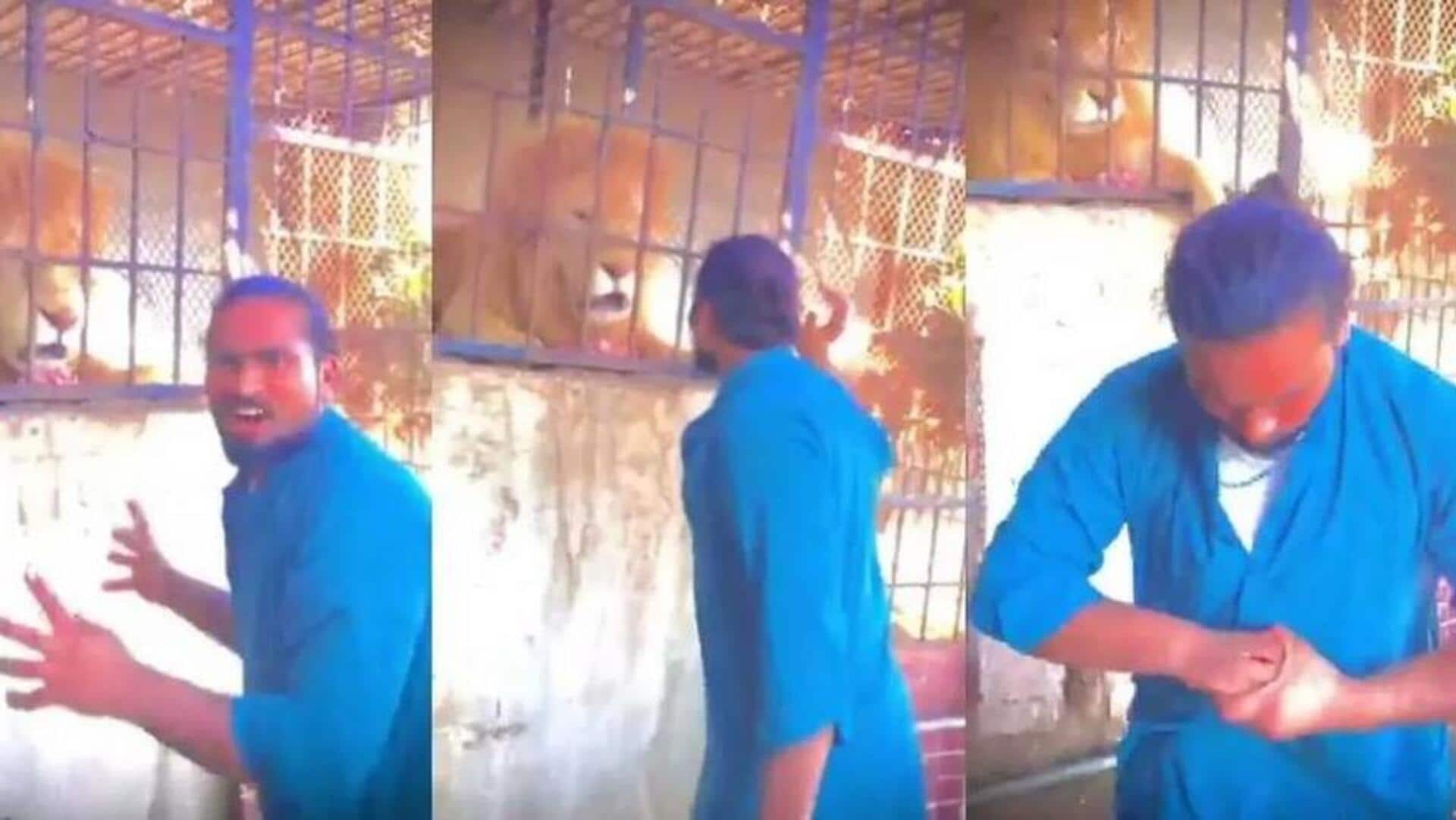 Lion Attack: సింహాన్ని తాకాడు.. వెంటనే ఆస్పత్రికి పరుగులు తీశాడు (వీడియో)