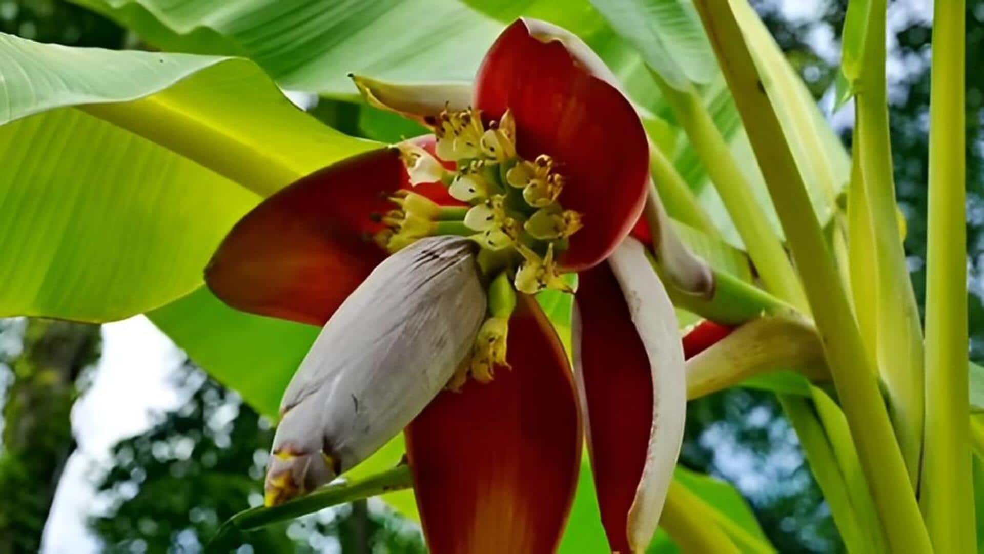 Banana flower: అరటి పువ్వు శక్తి గురించి తెలుసా?.. తెలియకుండానే ఆరోగ్యాన్ని కాపాడే సూపర్ ఫుడ్!