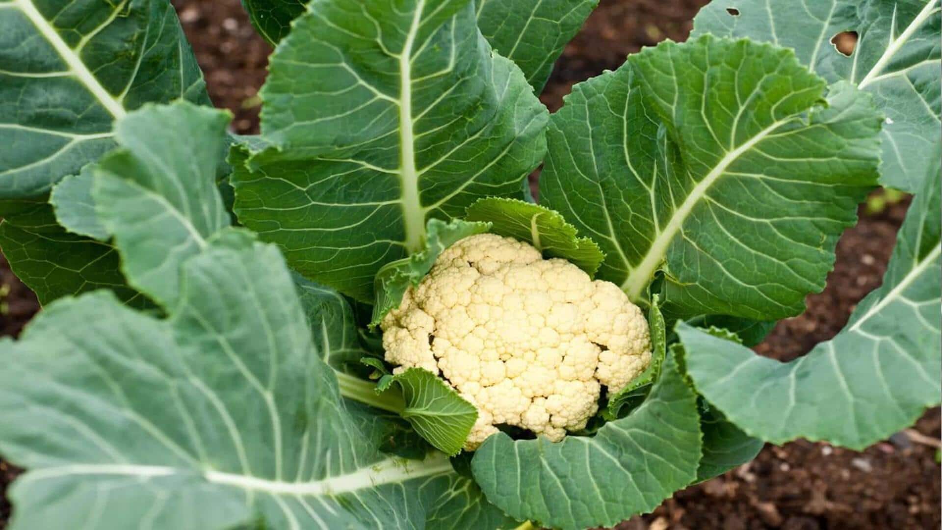 Cauliflower: కాలీఫ్లవర్ ఇష్టపడే వారికి అలర్ట్.. ఈ రెసిపీలు మీకోసమే..