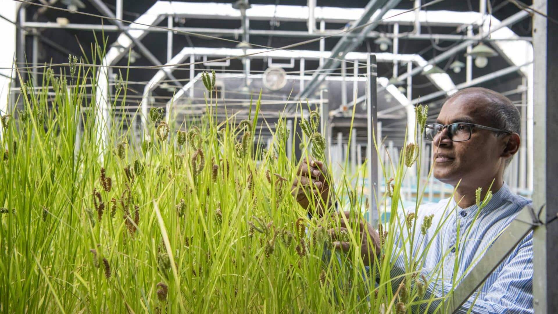 Rapid Ragi: 'ర్యాపిడ్ రాగి'.. ఇక్రిశాట్ నుంచి మరో నూతన వంగడం.. 68 రోజుల్లోనే పంట చేతికి.. Rapid Ragi: 'ర్యాపిడ్ రాగి'.. ఇక్రిశాట్ నుంచి మరో నూతన వంగడం.. 68 రోజుల్లోనే పంట చేతికి..