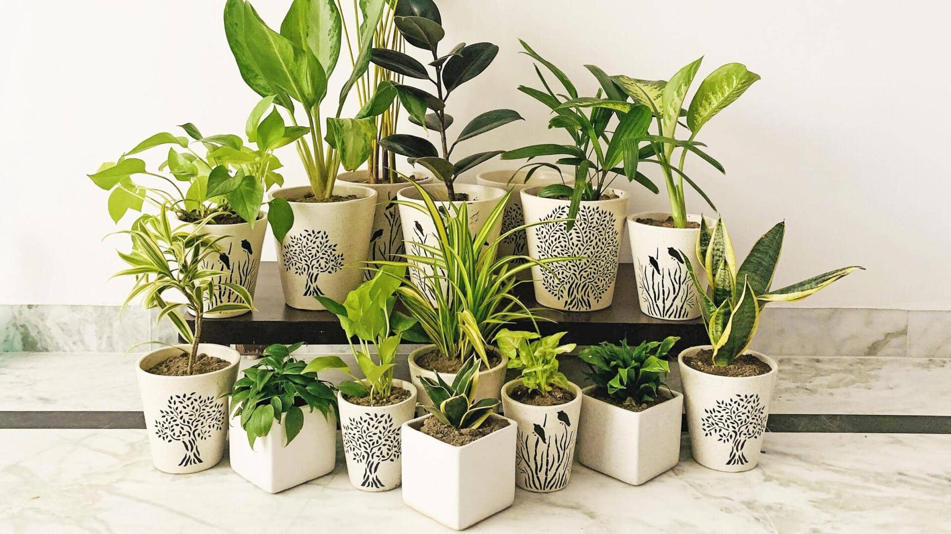 Air Purifying plants: గాలిని శుద్ధి చేసే 5 మొక్కలివే