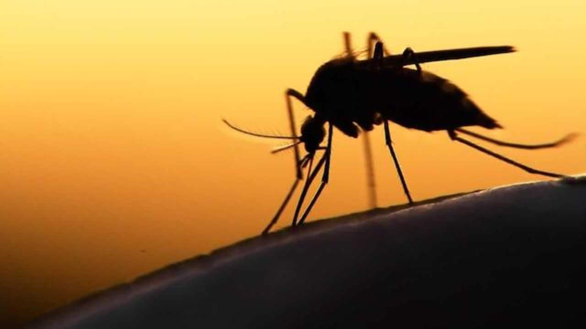 Bengaluru mosquitoes : బెంగుళూరు దోమలకు బాగా పటిష్టమైన శక్తి 