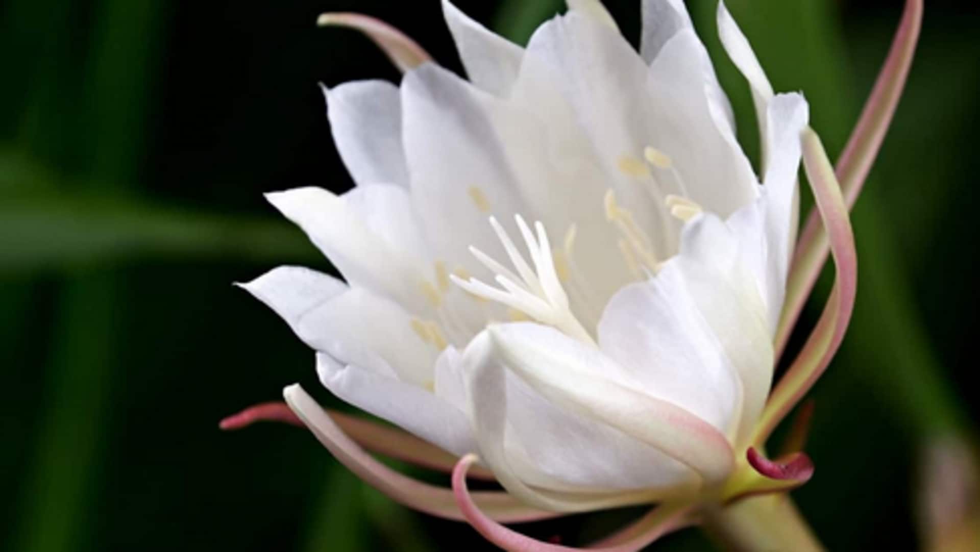 brahma kamal : ఇంట్లో బ్రహ్మజముడు పెంచాలా? ఇలా చేస్తే చాలు!