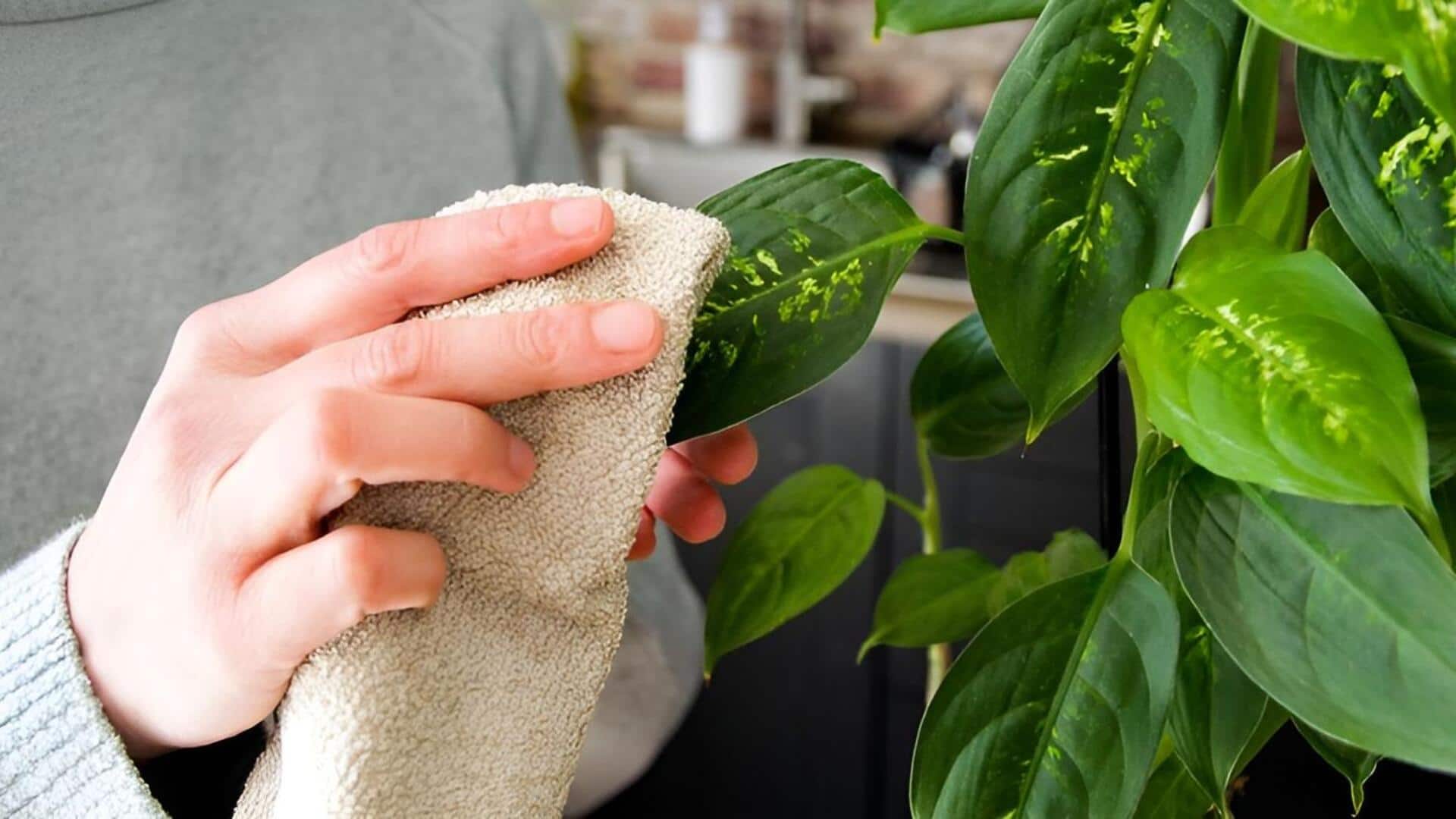 indoor plants: ఇంట్లోని మొక్కల ఆకులకు దుమ్ము పట్టకుండా ఉండాలంటే.. ఈ టిప్స్‌ పాటించండి!