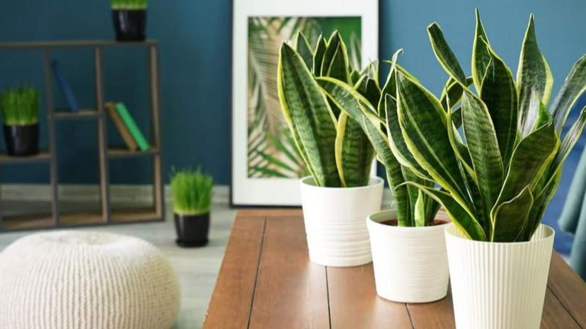 Indoor Air clean plants: స్వచ్ఛమైన గాలి, ఆరోగ్యకరమైన జీవనం.. ఈ మొక్కలతో సాధ్యమే!